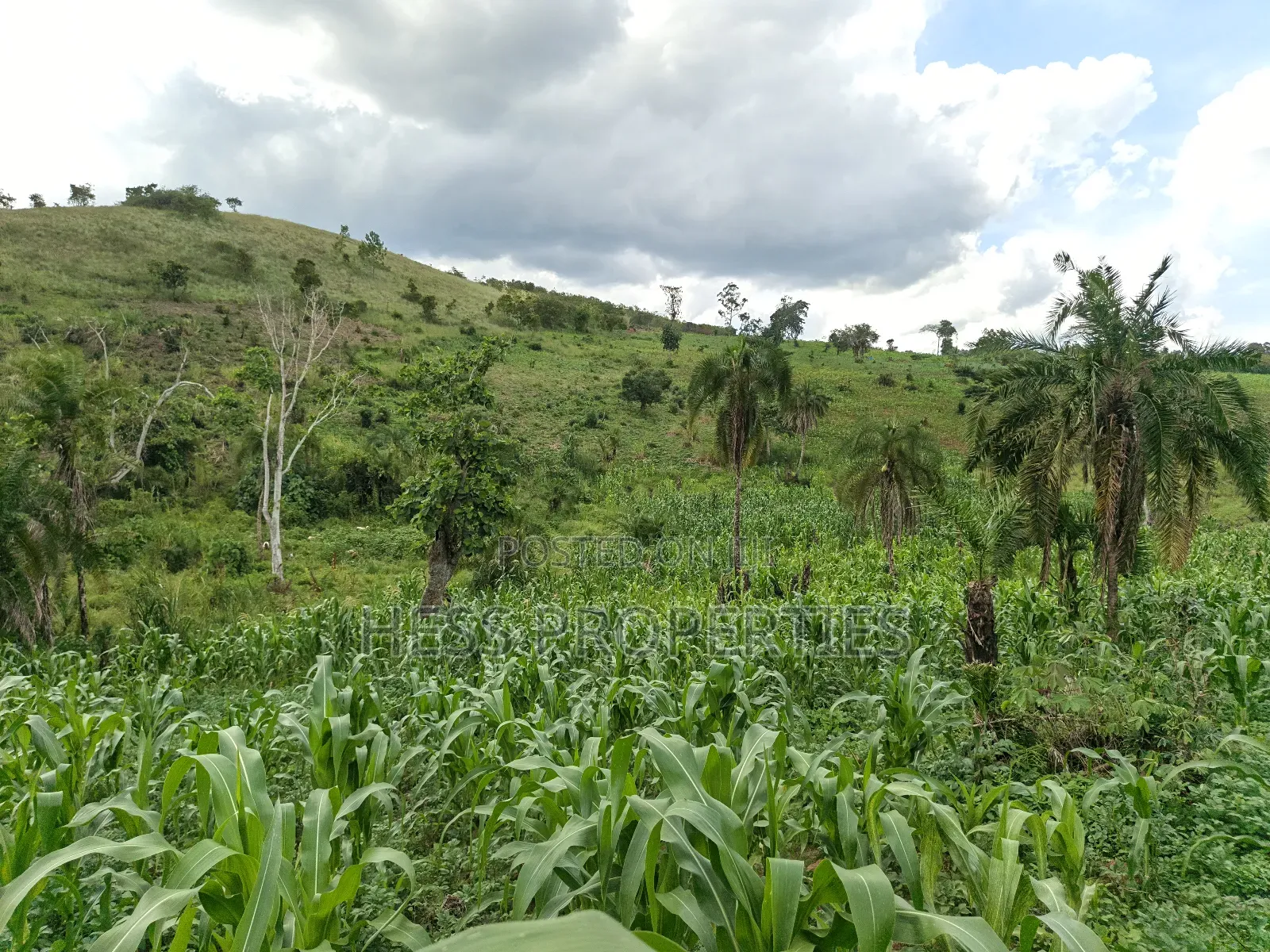 Grazing Land on Sale in Kyenjojo