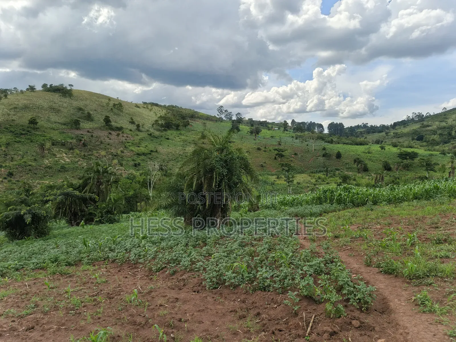 Grazing Land on Sale in Kyenjojo