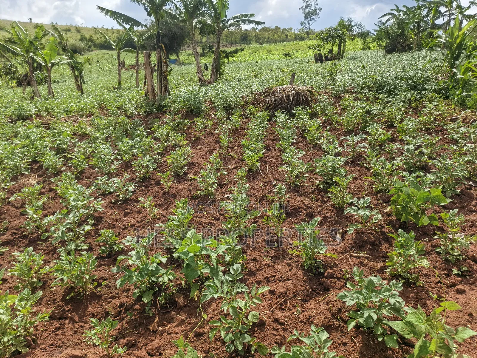 Grazing Land on Sale in Kyenjojo