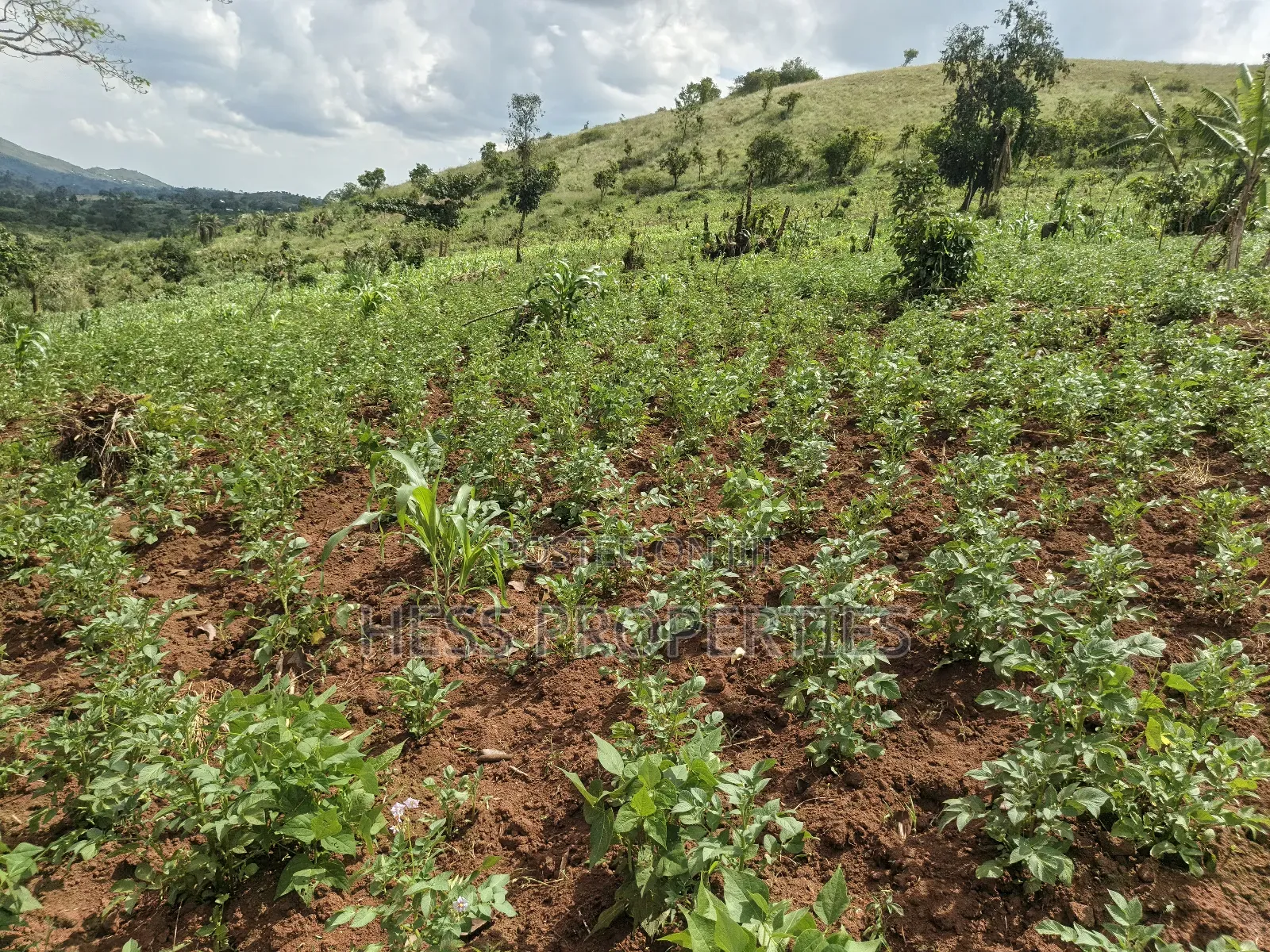 Grazing Land on Sale in Kyenjojo