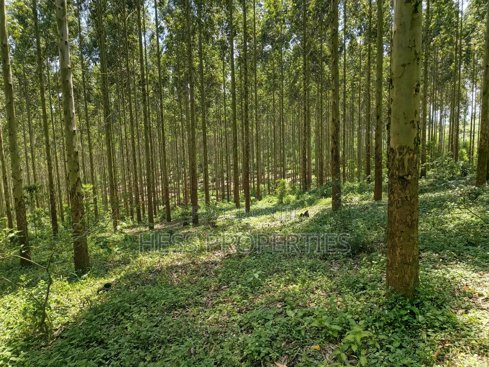 Land Developed With Eucalyptus on Sale in Kyenjojo