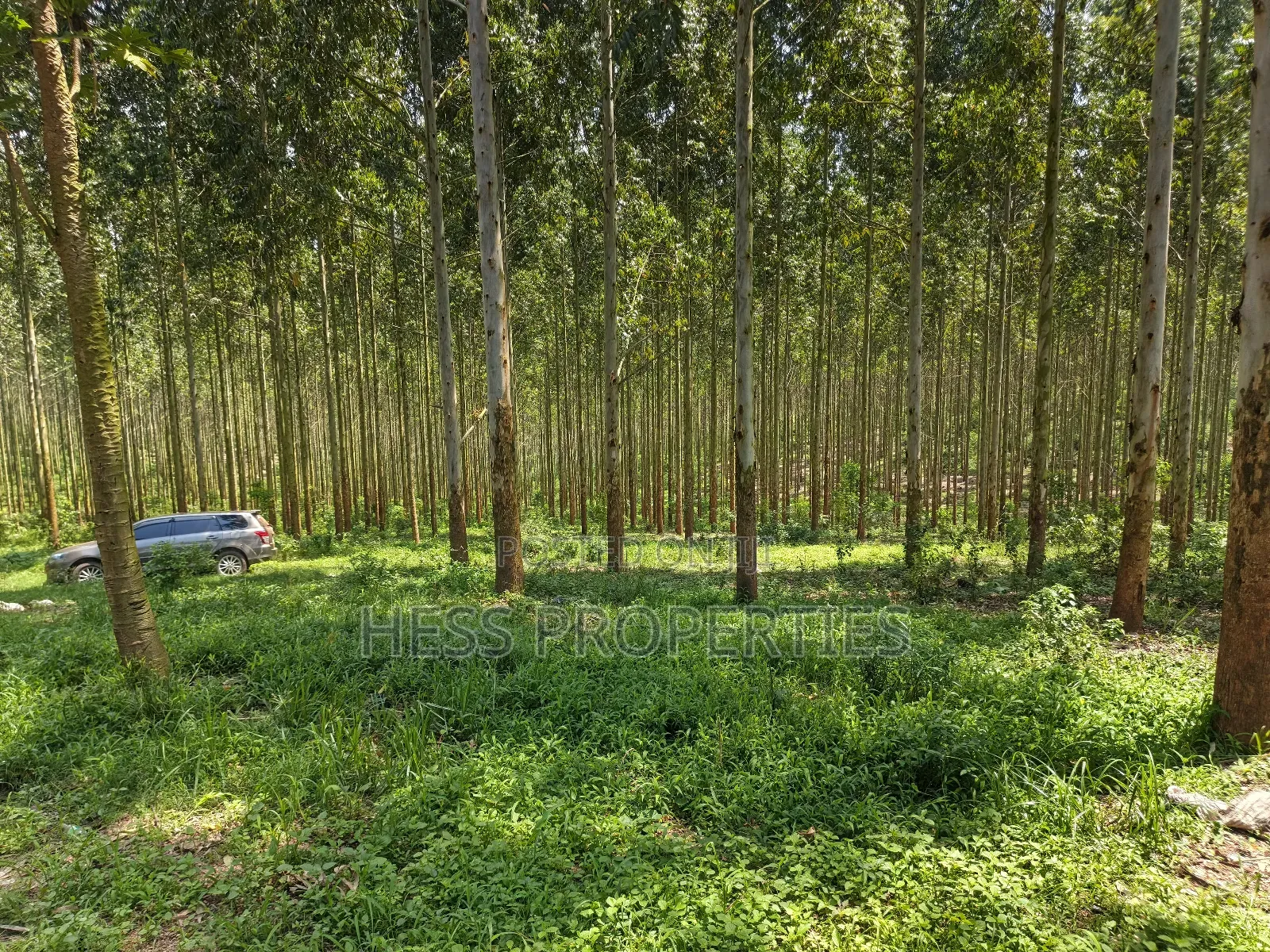 Land Developed With Eucalyptus on Sale in Kyenjojo