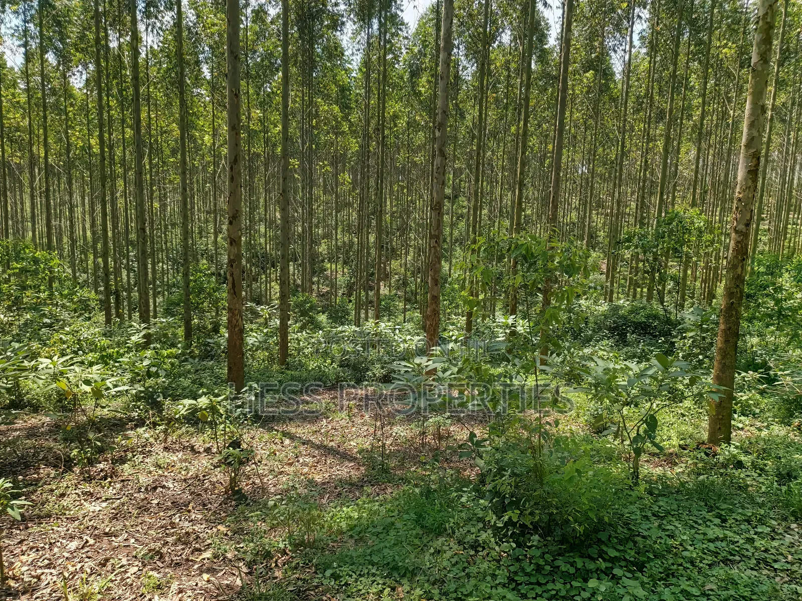 Land Developed With Eucalyptus on Sale in Kyenjojo