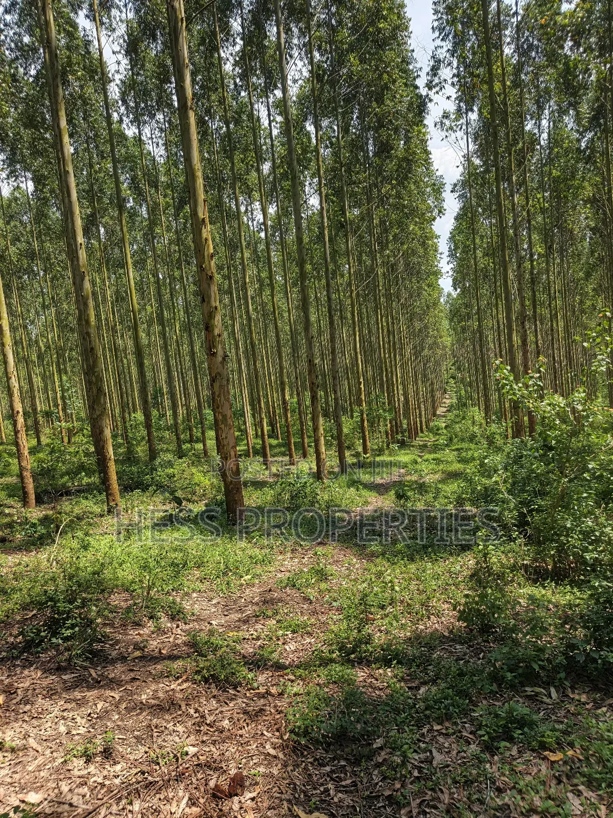 Land Developed With Eucalyptus on Sale in Kyenjojo