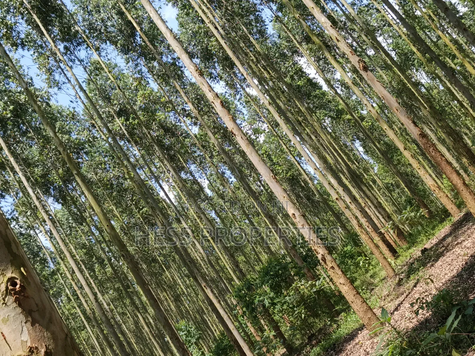 Land Developed With Eucalyptus on Sale in Kyenjojo
