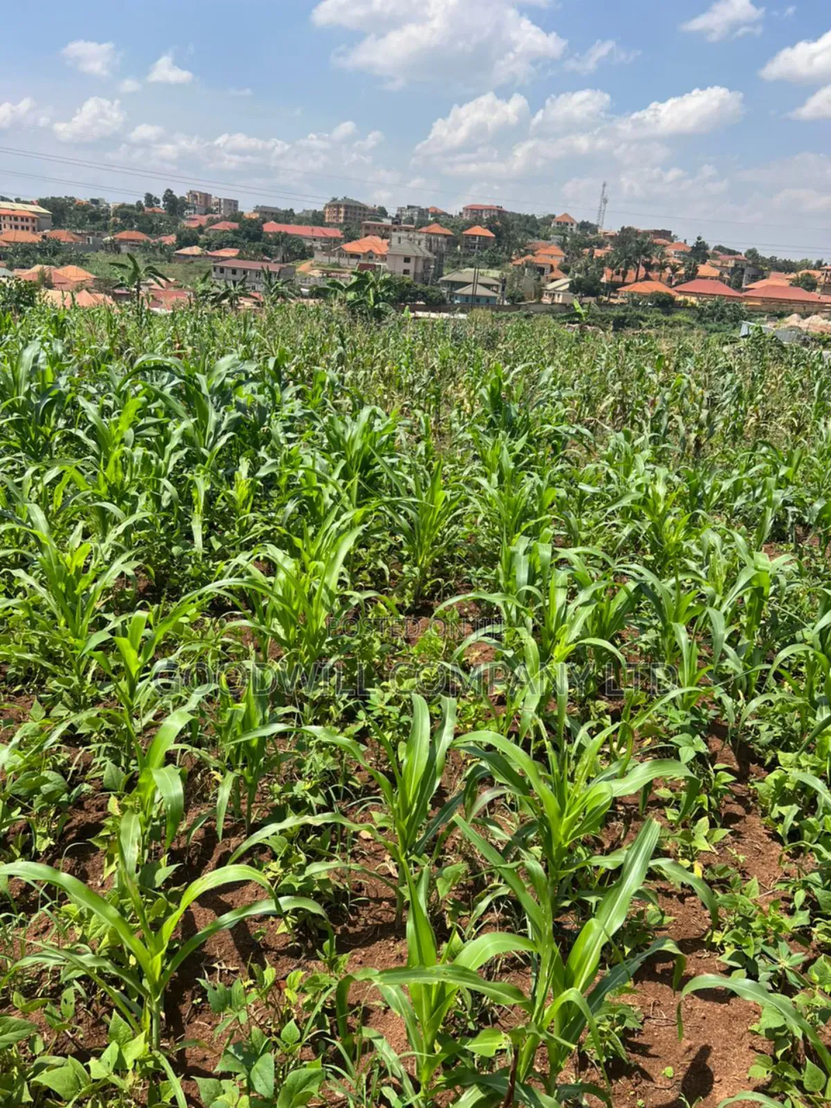 5 Acres of Land in Kiwanga Buto Bweyogerere in Central Division