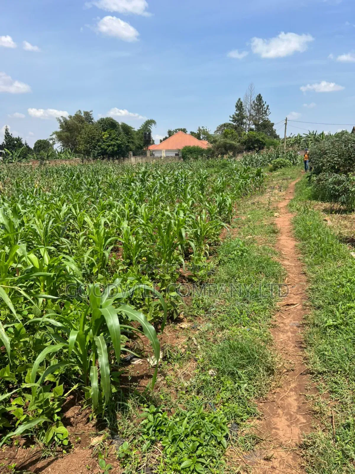 5 Acres of Land in Kiwanga Buto Bweyogerere in Central Division