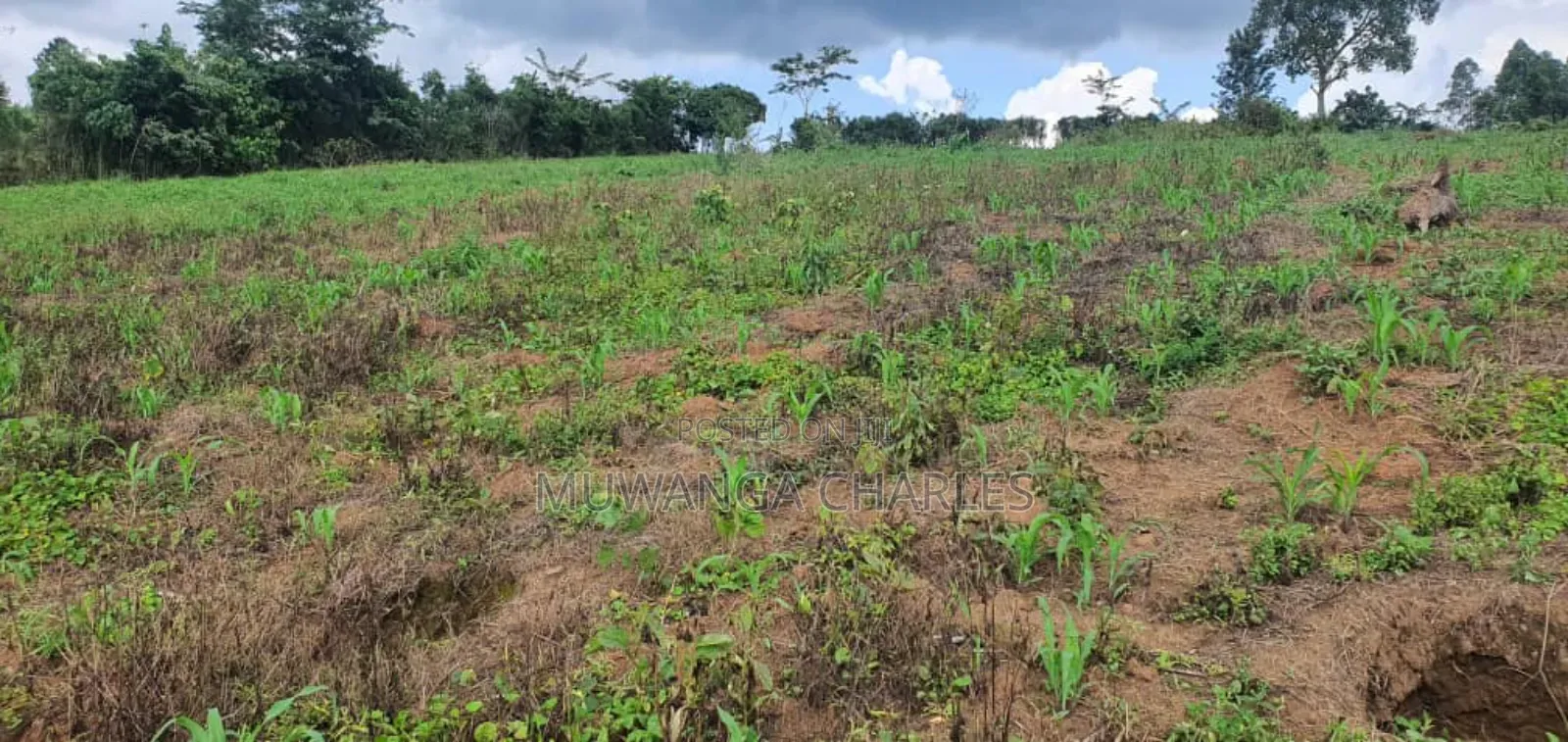 Land on Quick Sale in Nakasongola in Nakasongola TC
