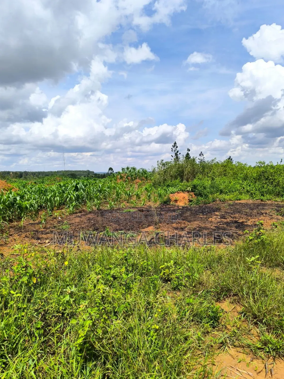 Land on Quick Sale in Nakasongola in Nakasongola TC