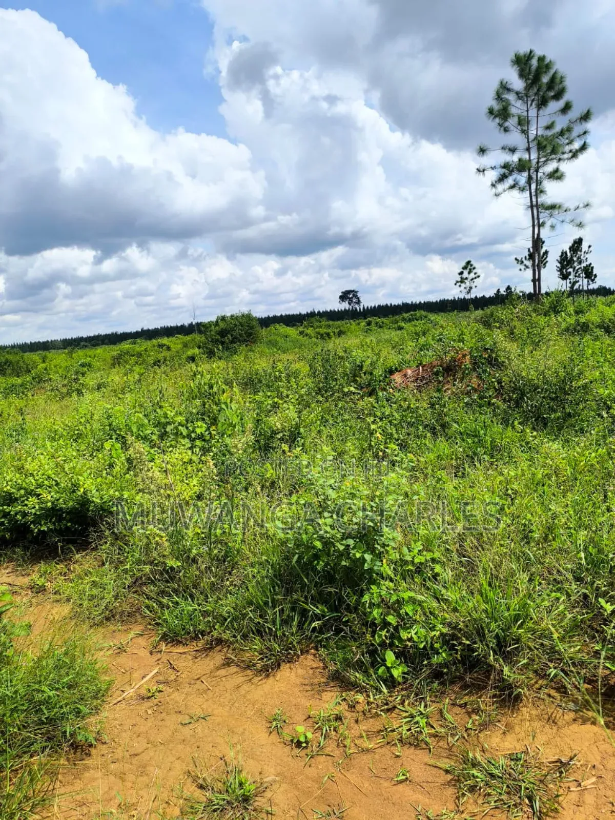 Land on Quick Sale in Nakasongola in Nakasongola TC