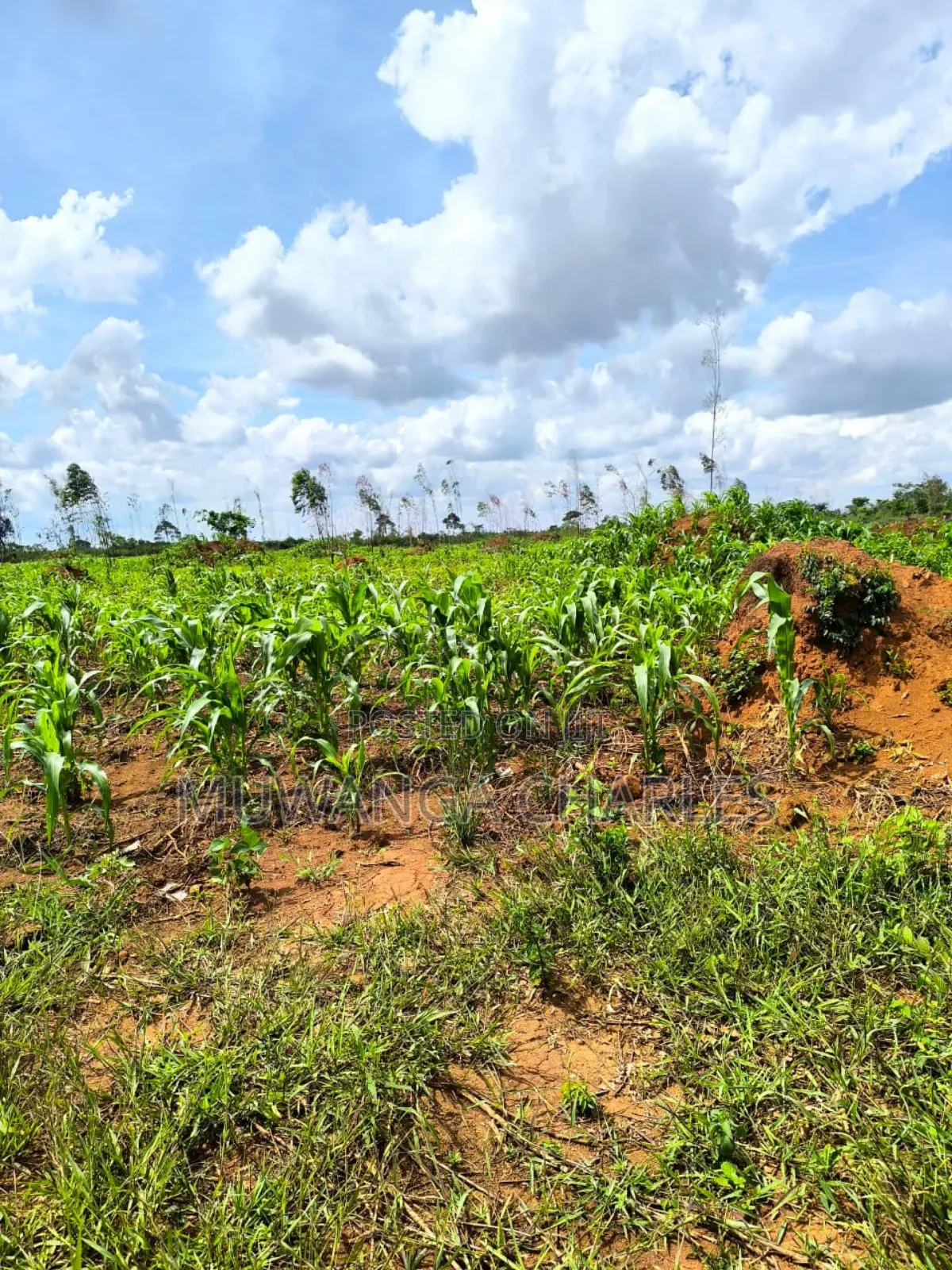 Land on Quick Sale in Nakasongola in Nakasongola TC