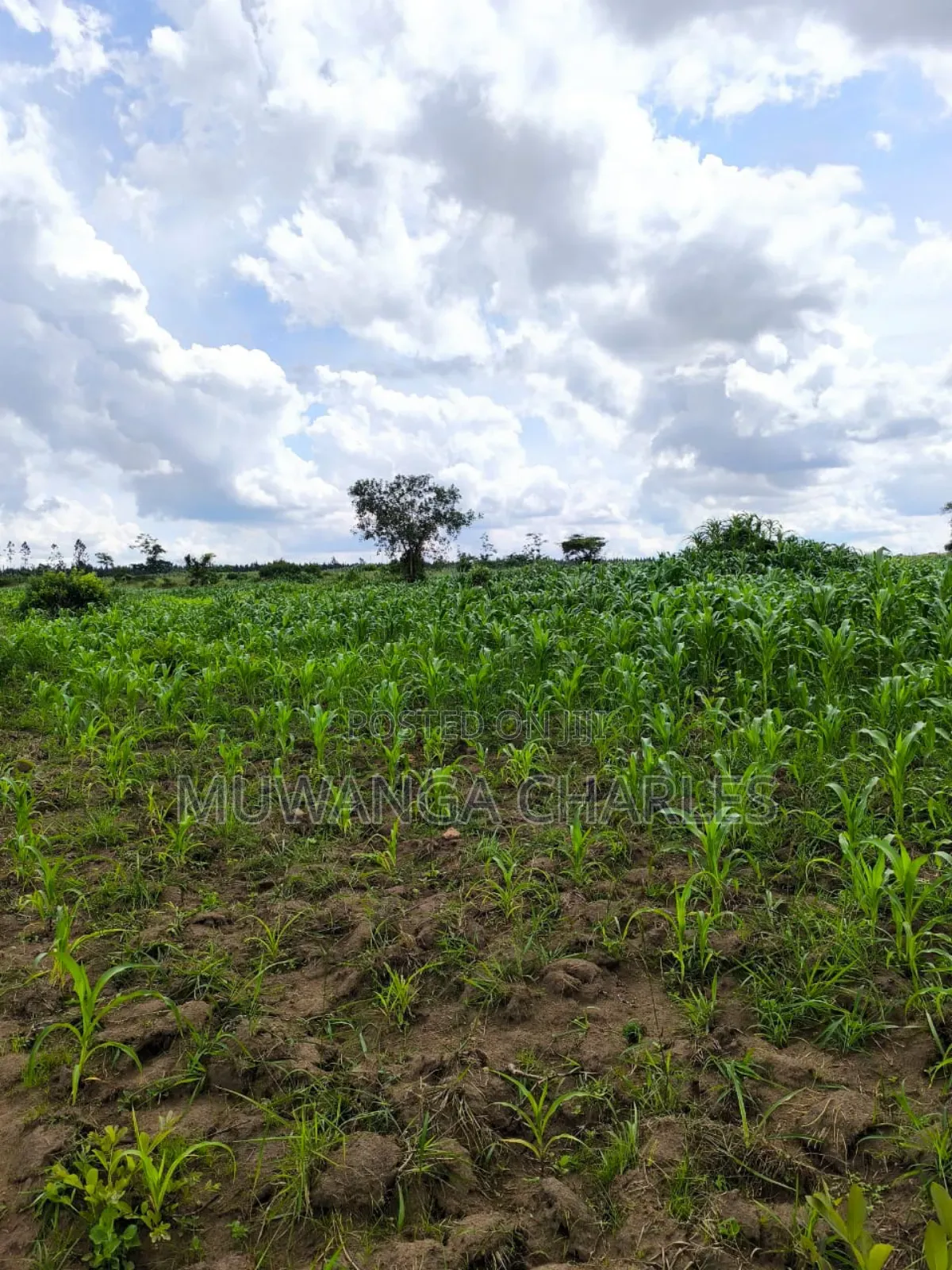 Land on Quick Sale in Nakasongola in Nakasongola TC