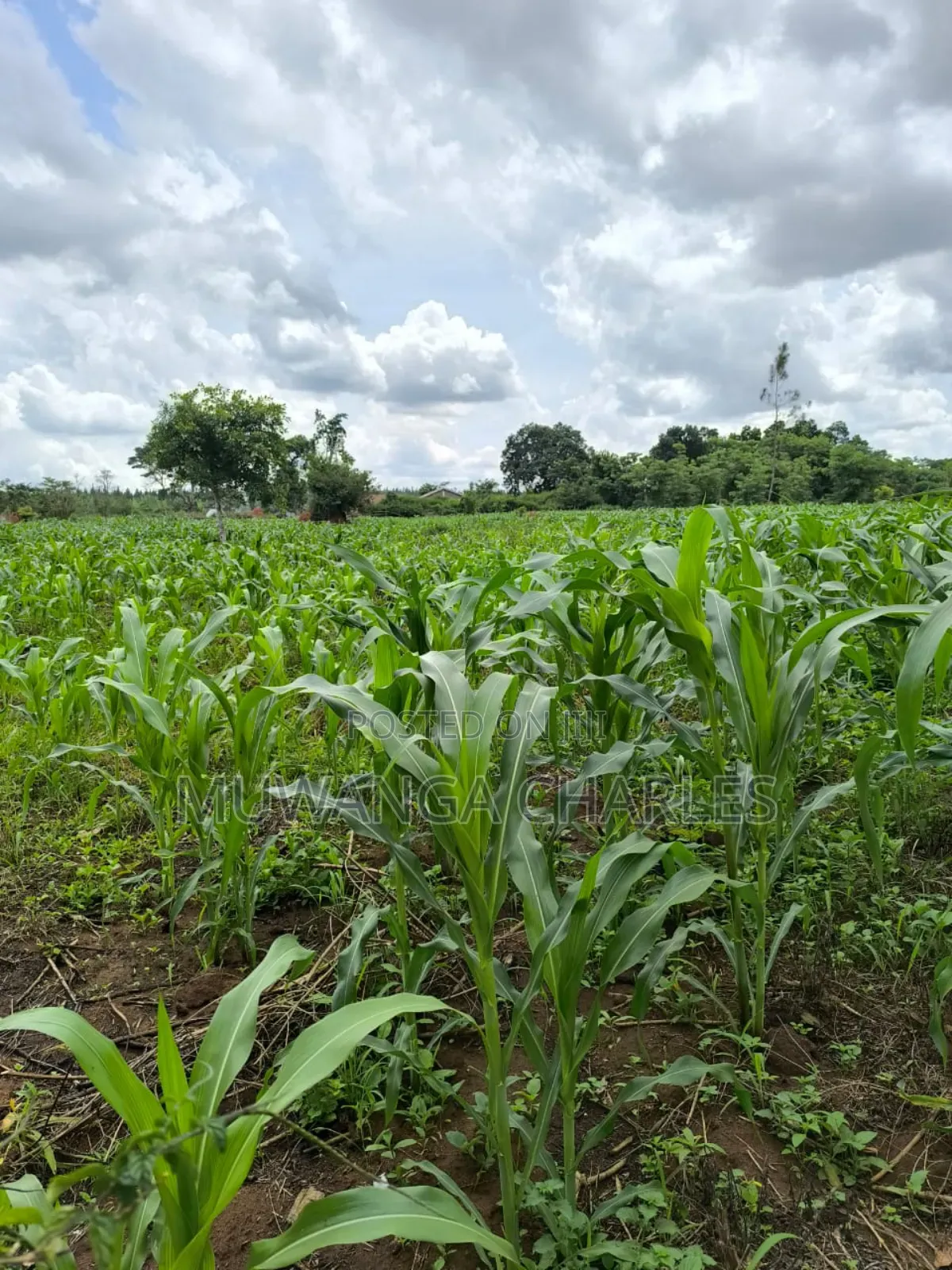 Land for Sale in Zirobwe Nakigoza in Luwero TC
