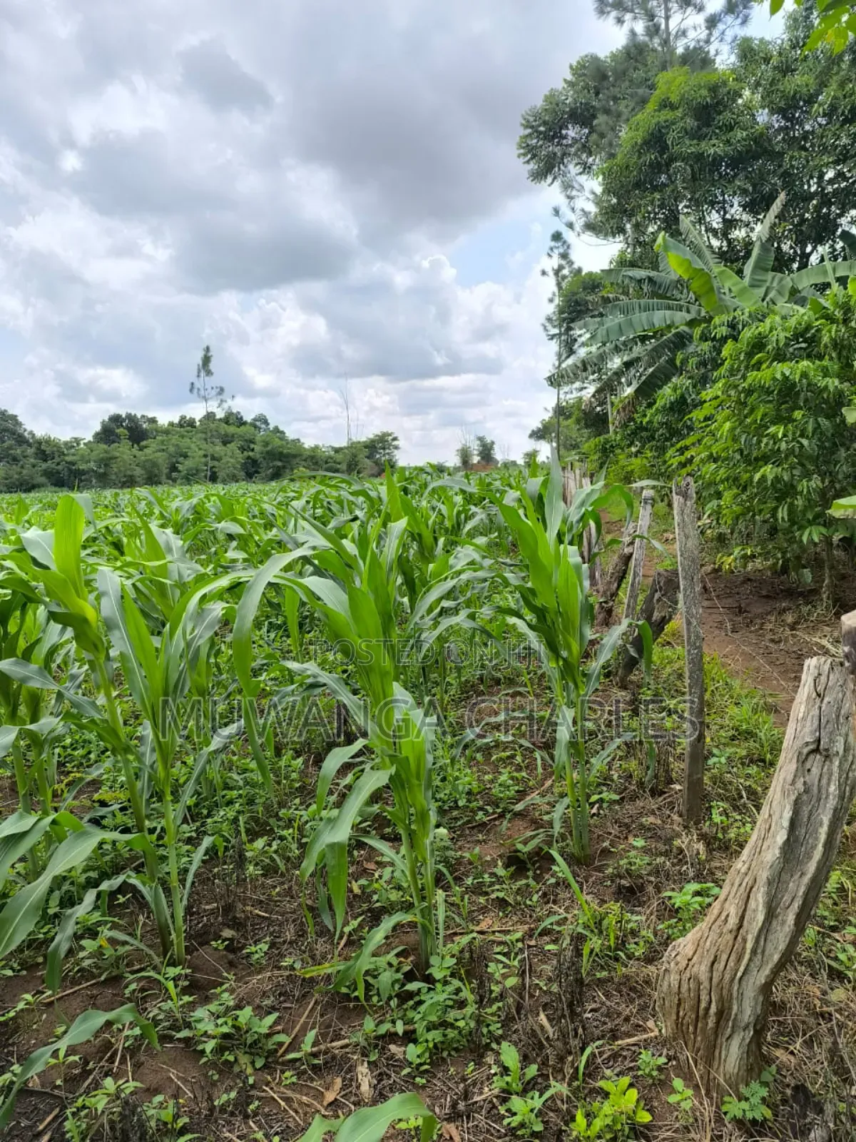 Land for Sale in Zirobwe Nakigoza in Luwero TC