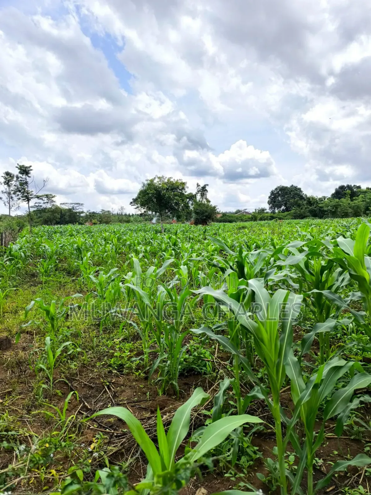 Land for Sale in Zirobwe Nakigoza in Luwero TC