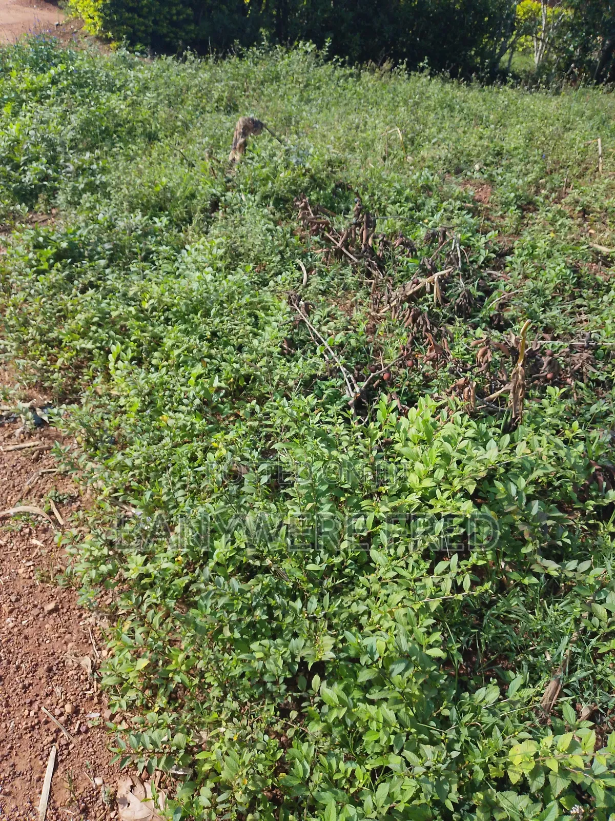 4 Acres for Sale in Namave Industrial Park in Mukono TC
