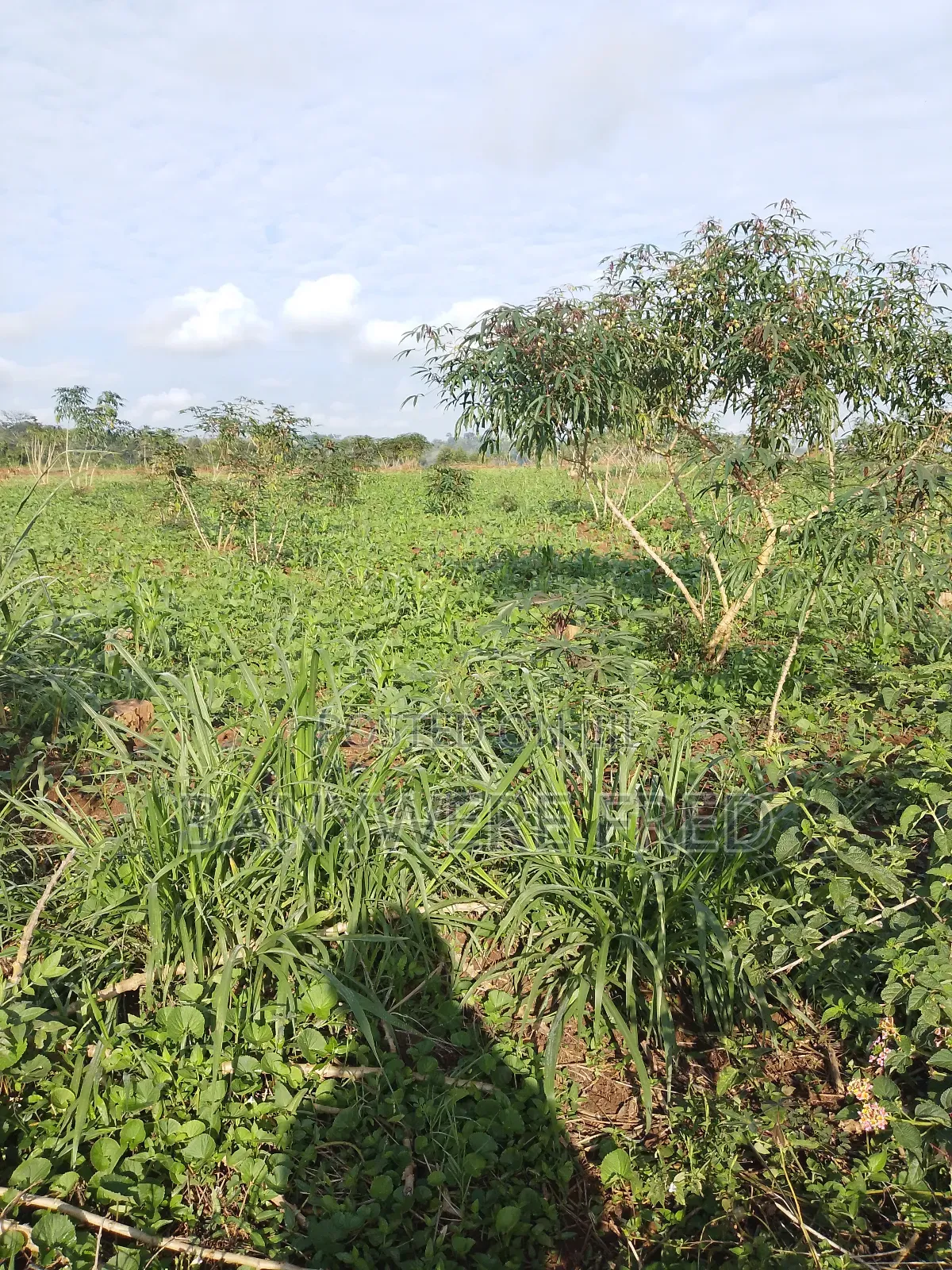 4 Acres for Sale in Namave Industrial Park in Mukono TC