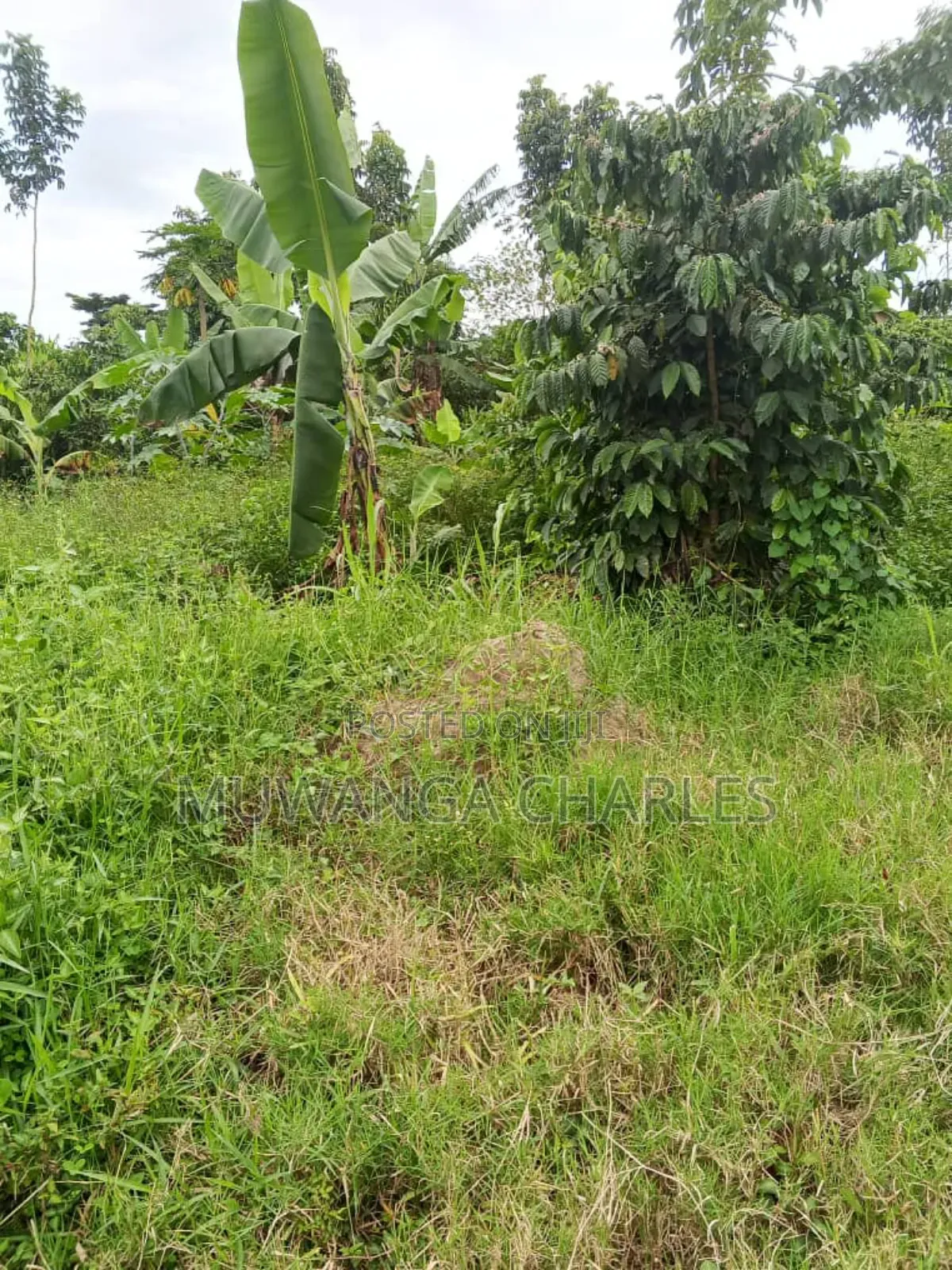 Plot on Quick Sale in Kira Nsasa in Kira