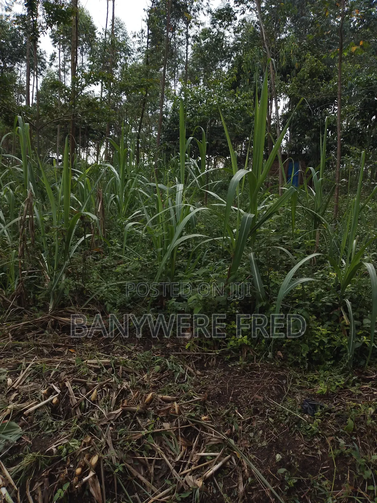 50/100 Plot for Sale in Sonde Tranding Centre in Goma
