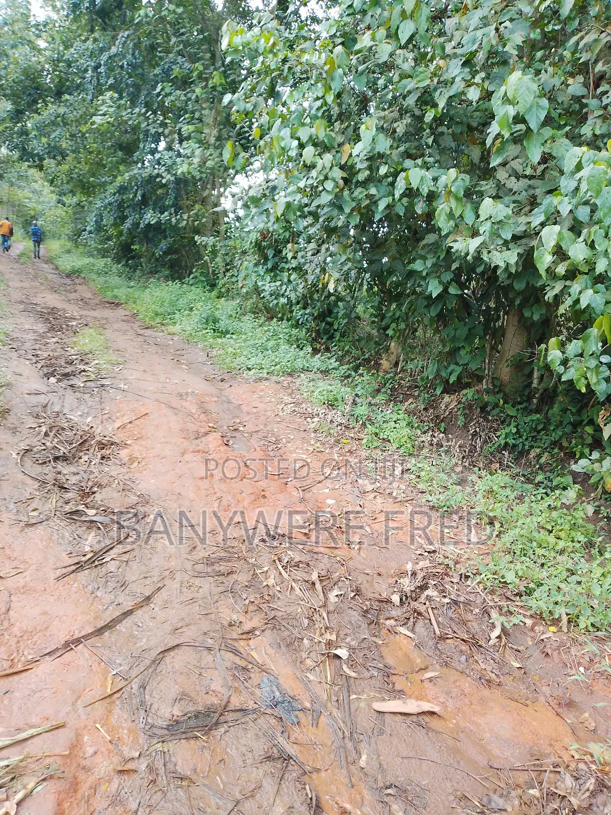 5 Acres on Sale in Namilyago Mukono in Mukono TC
