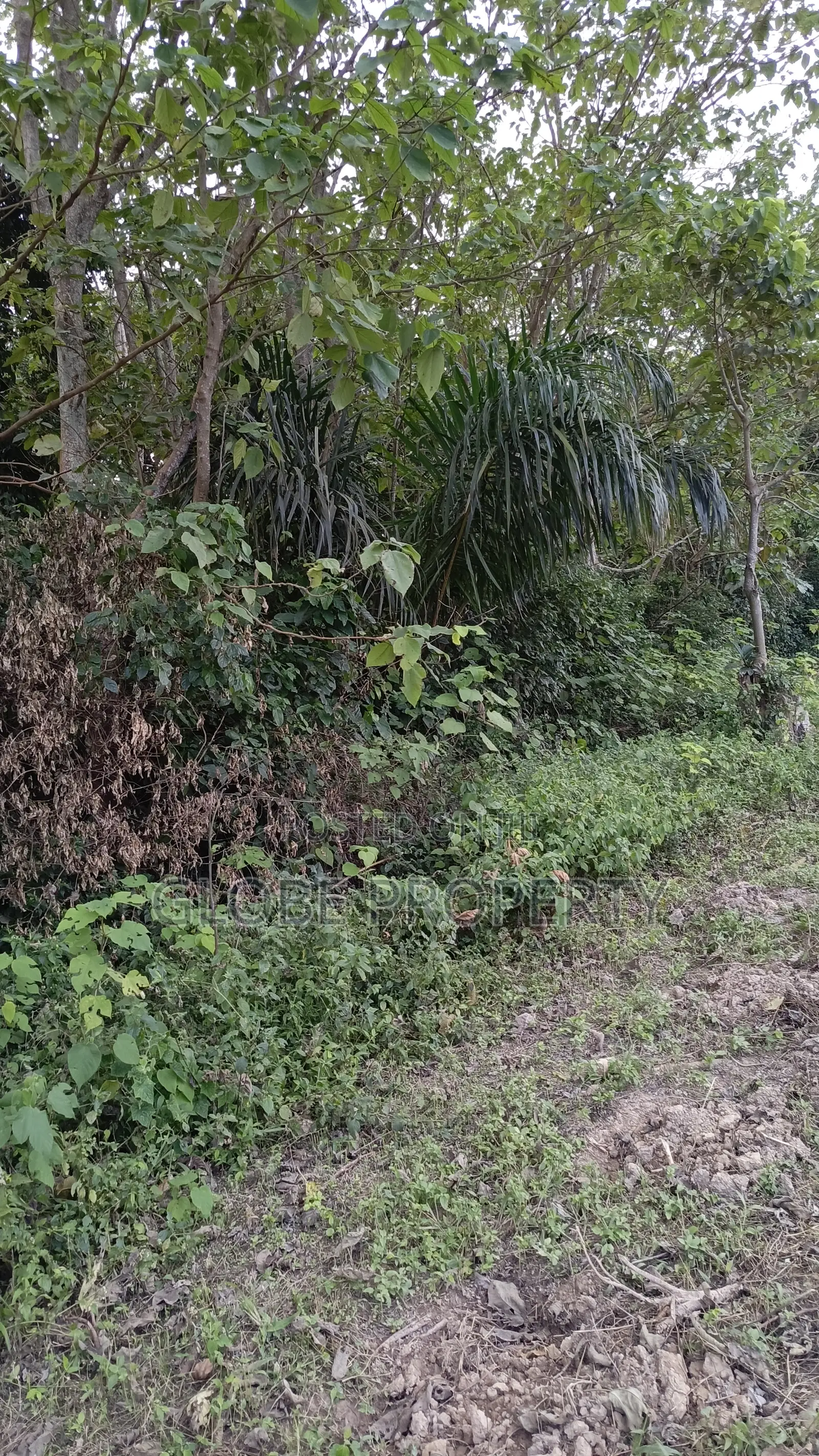 42 Acres of Farm Land for Sale Touching River Nile in Bbaale