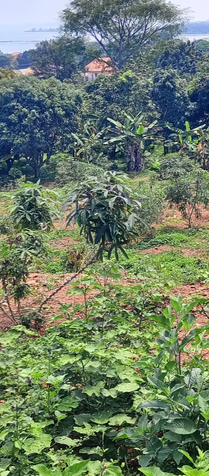 3 Acres of Land Entebbe Road in Garuga Bulega in Central Division