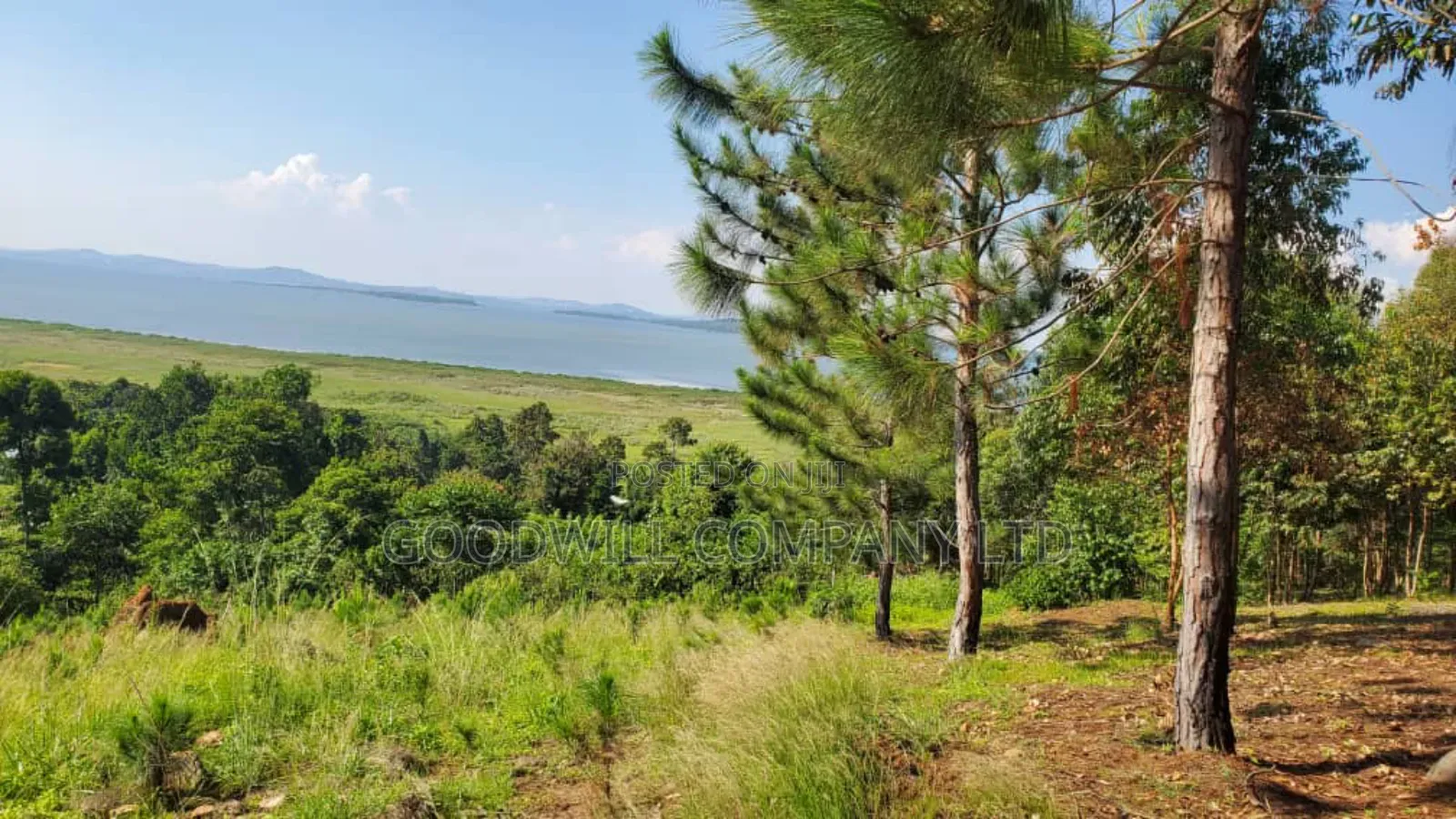 20 Acres of Land in Mpunge Nkokonjeru Mukono-Katosi Road in Central Division