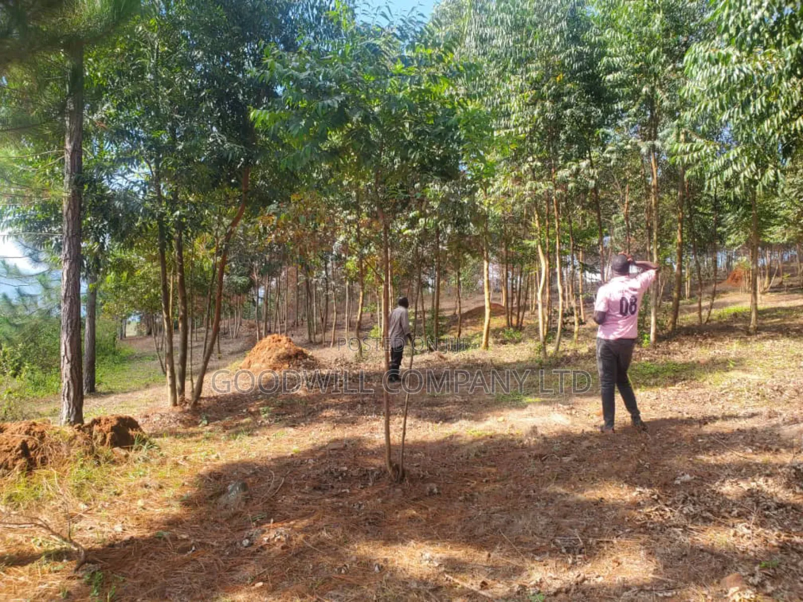20 Acres of Land in Mpunge Nkokonjeru Mukono-Katosi Road in Central Division