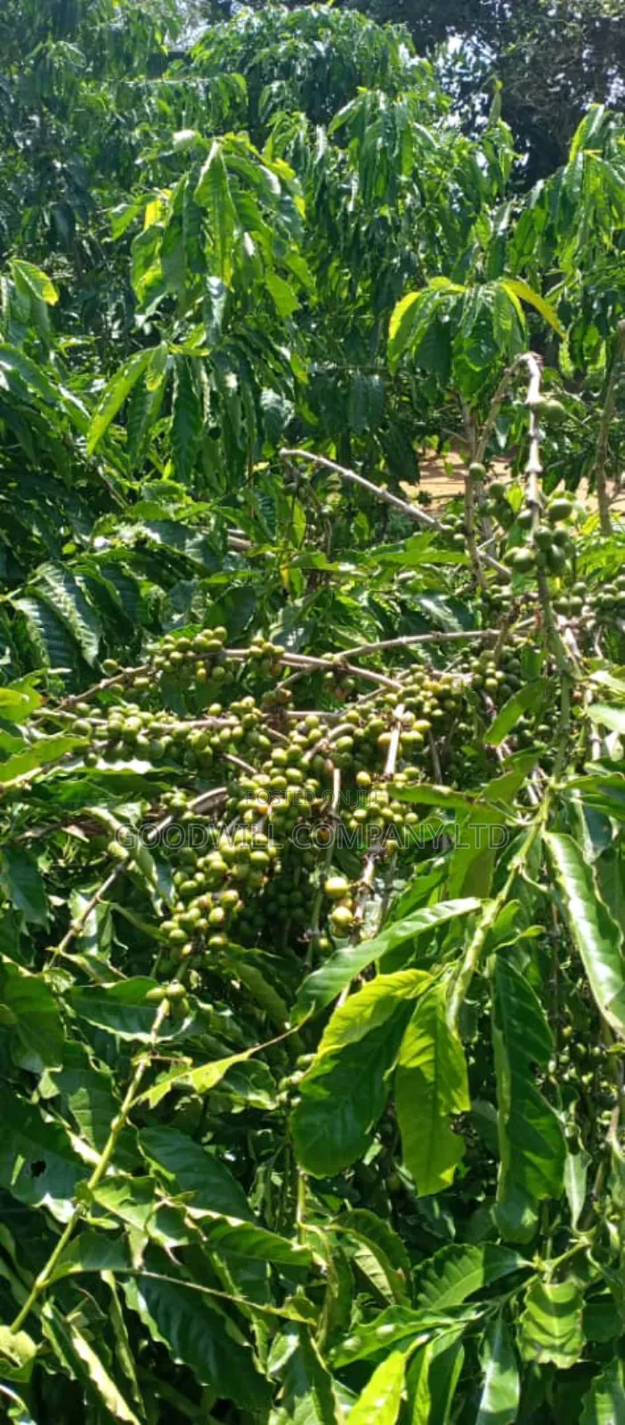 14 Acres of Land in Nakatete Kikyuusa in Central Division