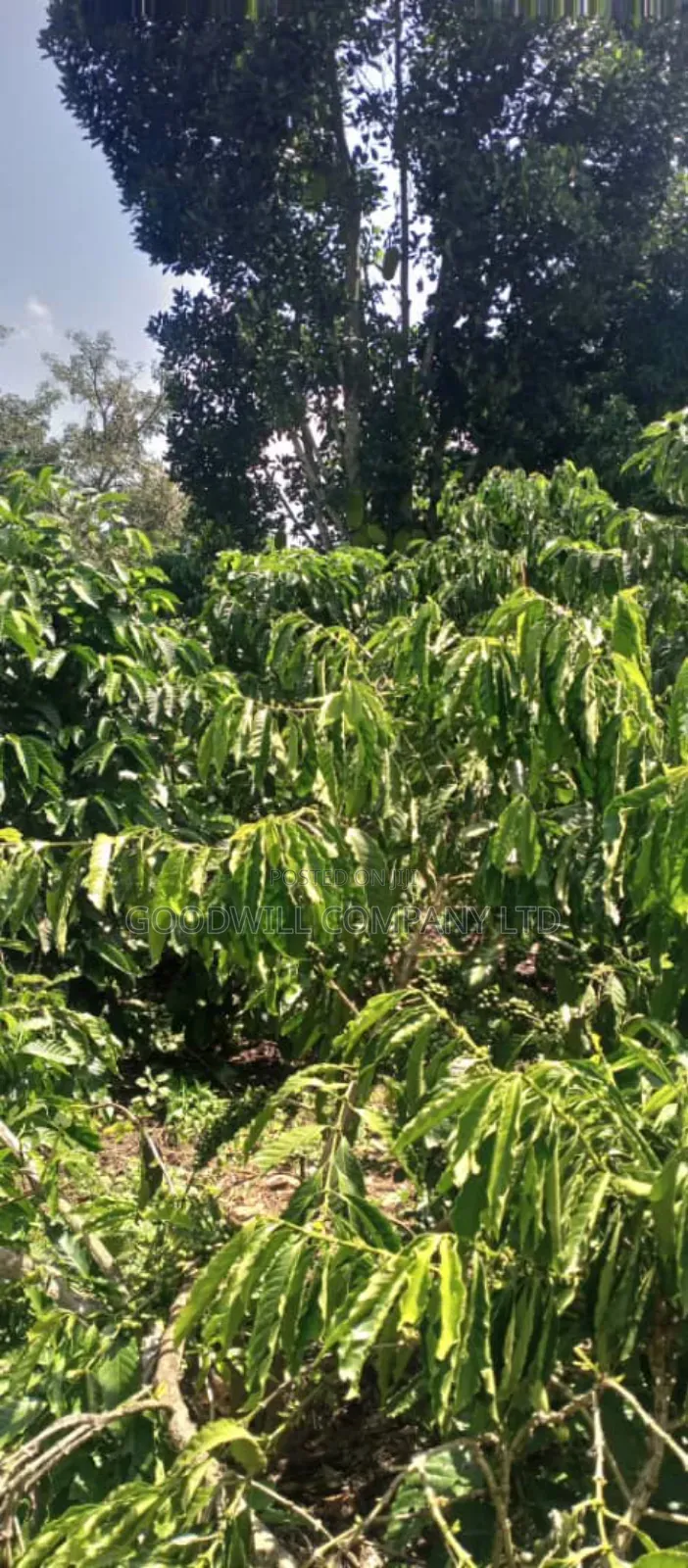 14 Acres of Land in Nakatete Kikyuusa in Central Division