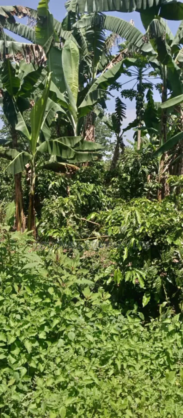 14 Acres of Land in Nakatete Kikyuusa in Central Division