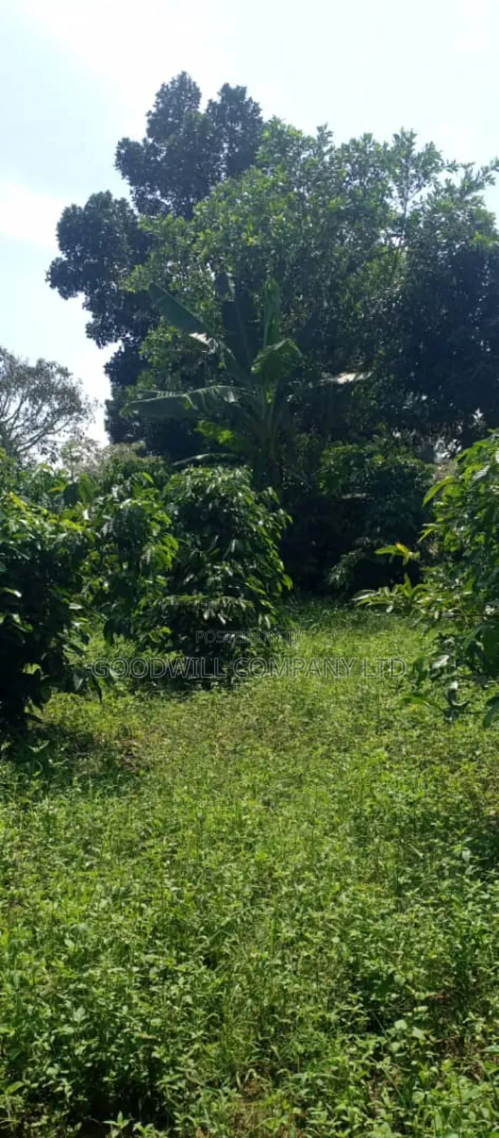 14 Acres of Land in Nakatete Kikyuusa in Central Division