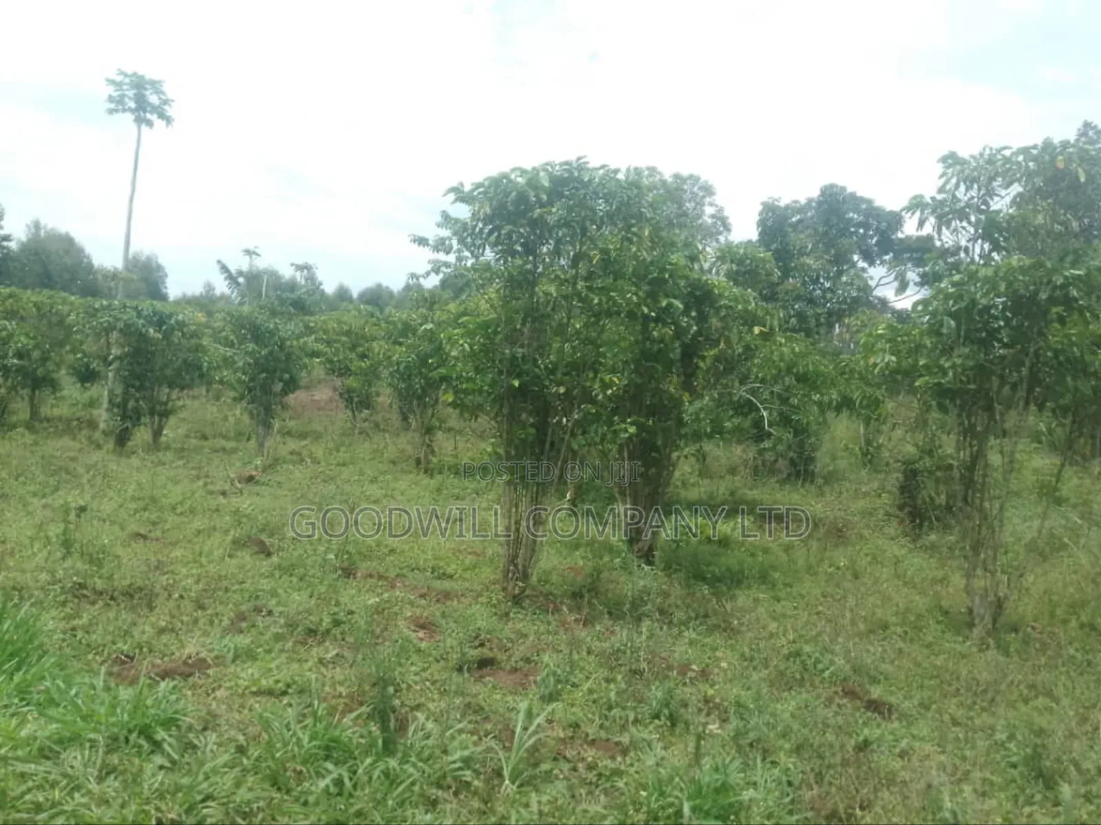 1 Acre of Land in Kigenda Nkokonjeru in Central Division