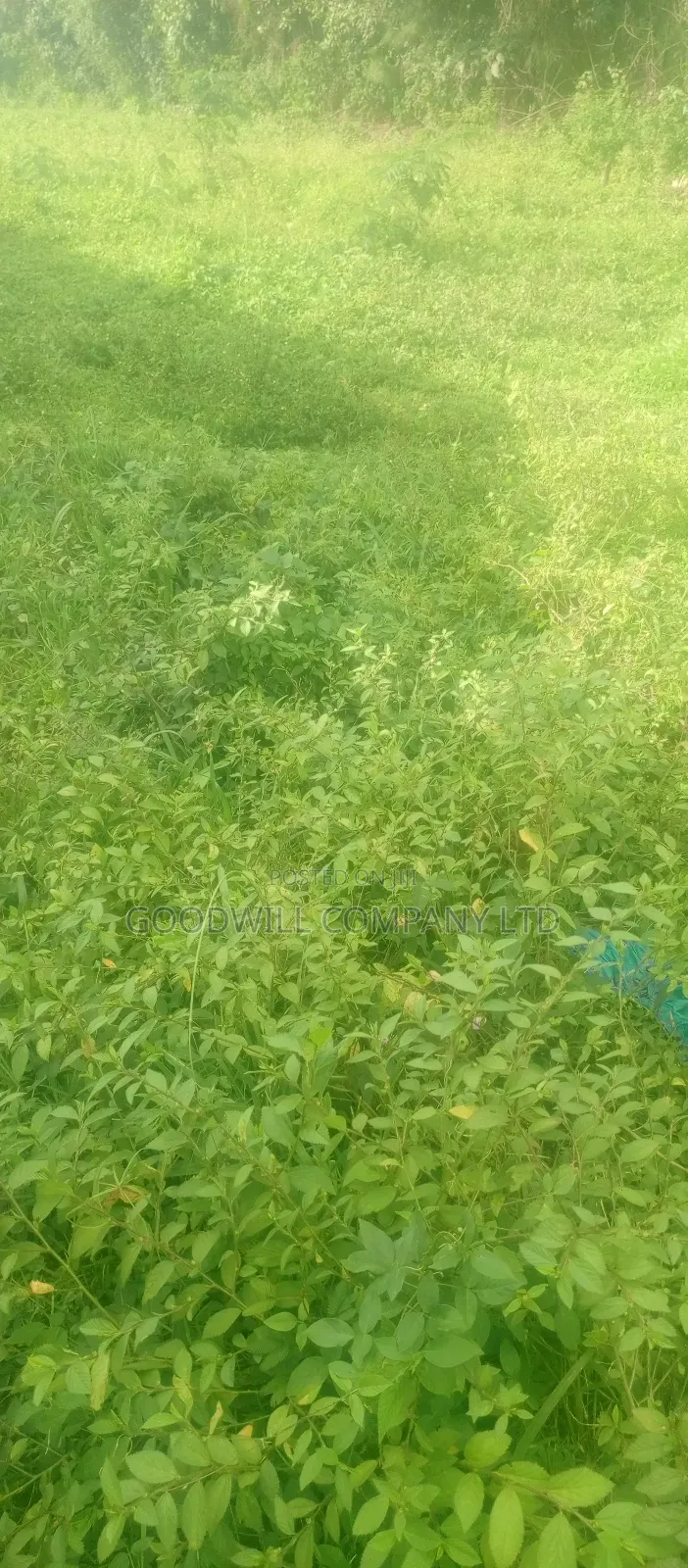 7 Acres Lugasa Nkokonjeru Along Nyenga Jinja Express Highway in Central Division