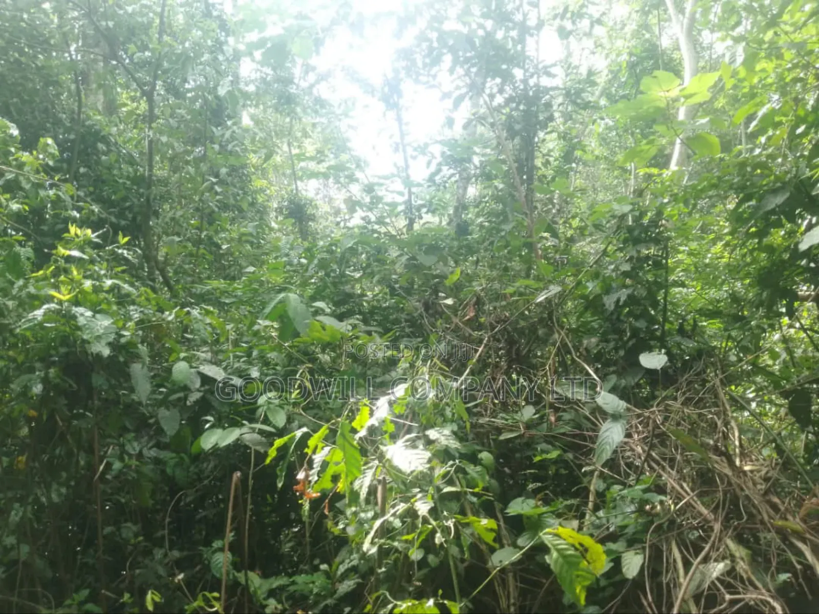 30acres of Land in Nangunga Nkokonjeru Mukono-Katosi-Rd in Central Division