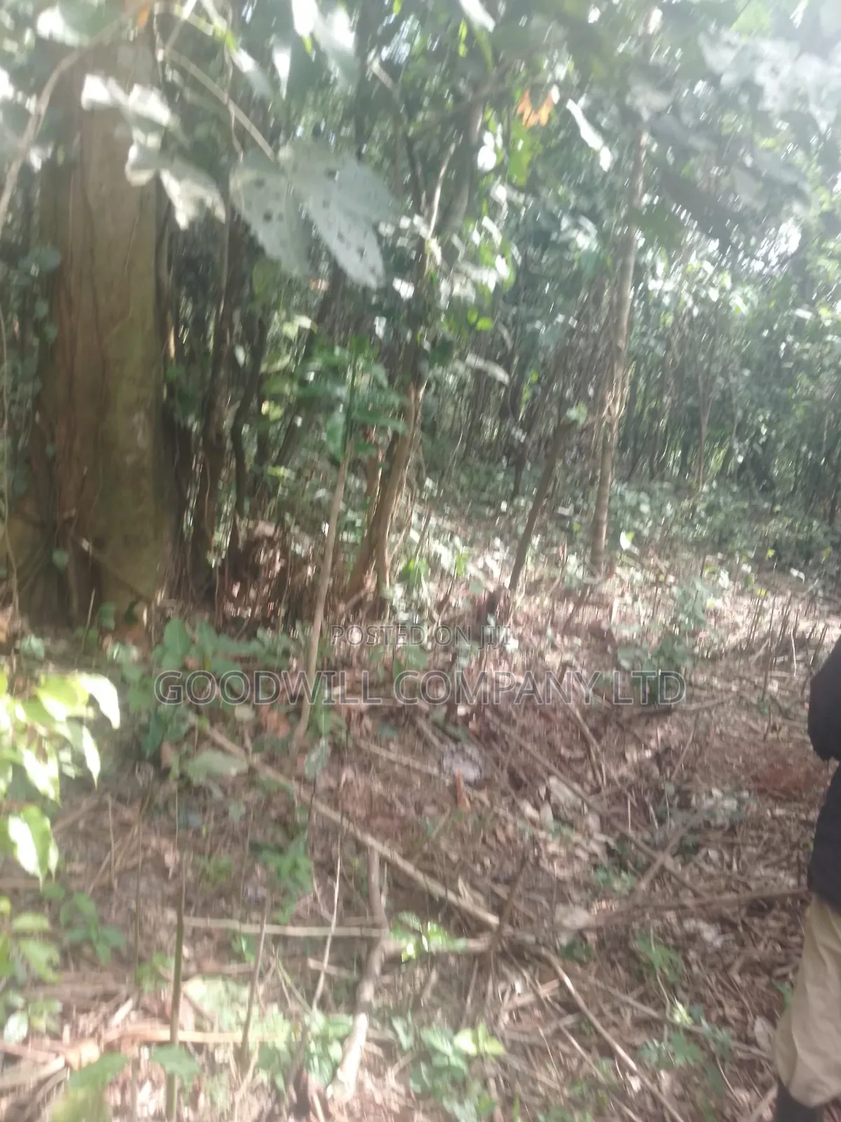 30acres of Land in Nangunga Nkokonjeru Mukono-Katosi-Rd in Central Division
