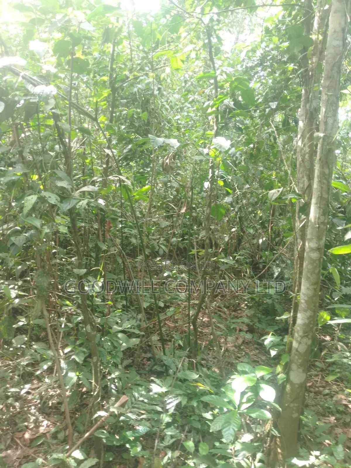 30acres of Land in Nangunga Nkokonjeru Mukono-Katosi-Rd in Central Division