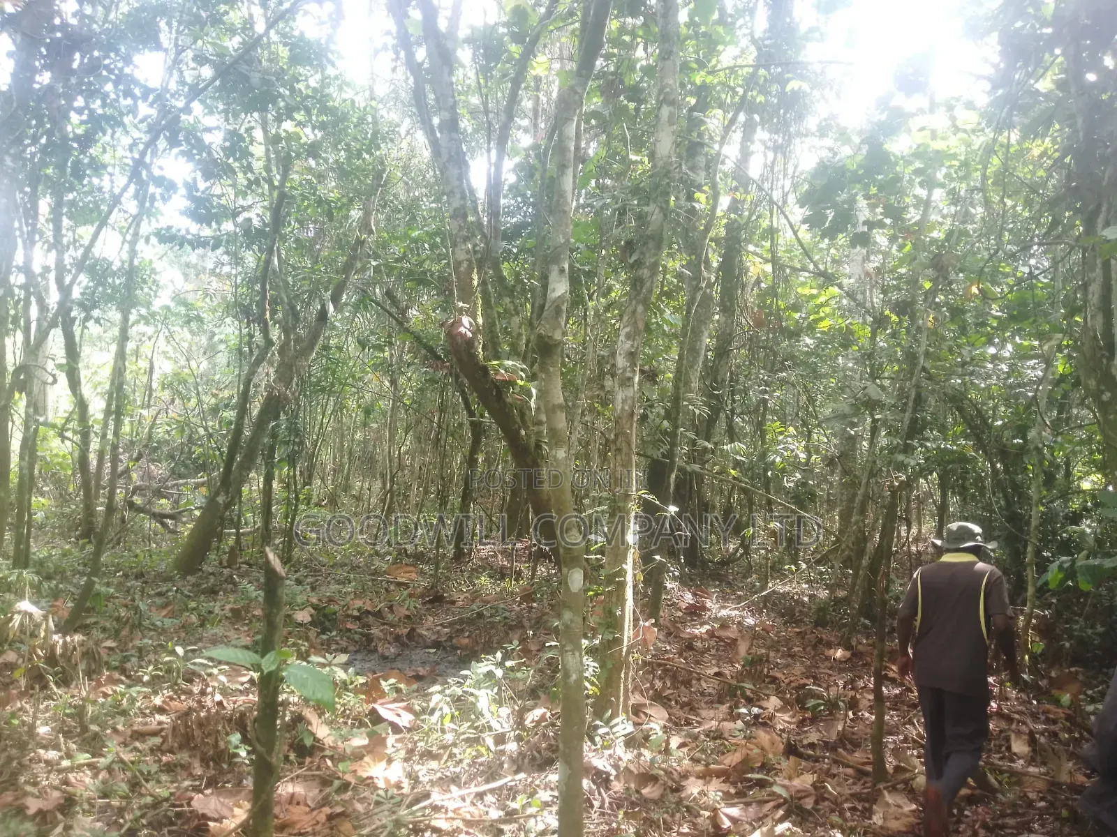 30acres Banda for Sale , Nakisuunga Subcounty,Mukono District in Central Division