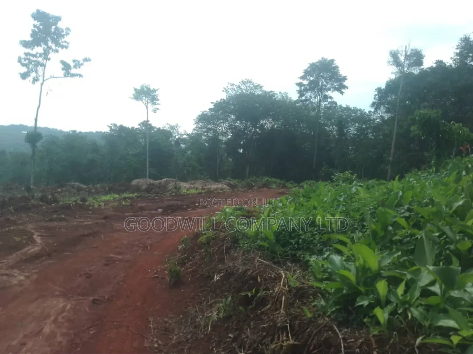 30acres Banda for Sale , Nakisuunga Subcounty,Mukono District in Central Division