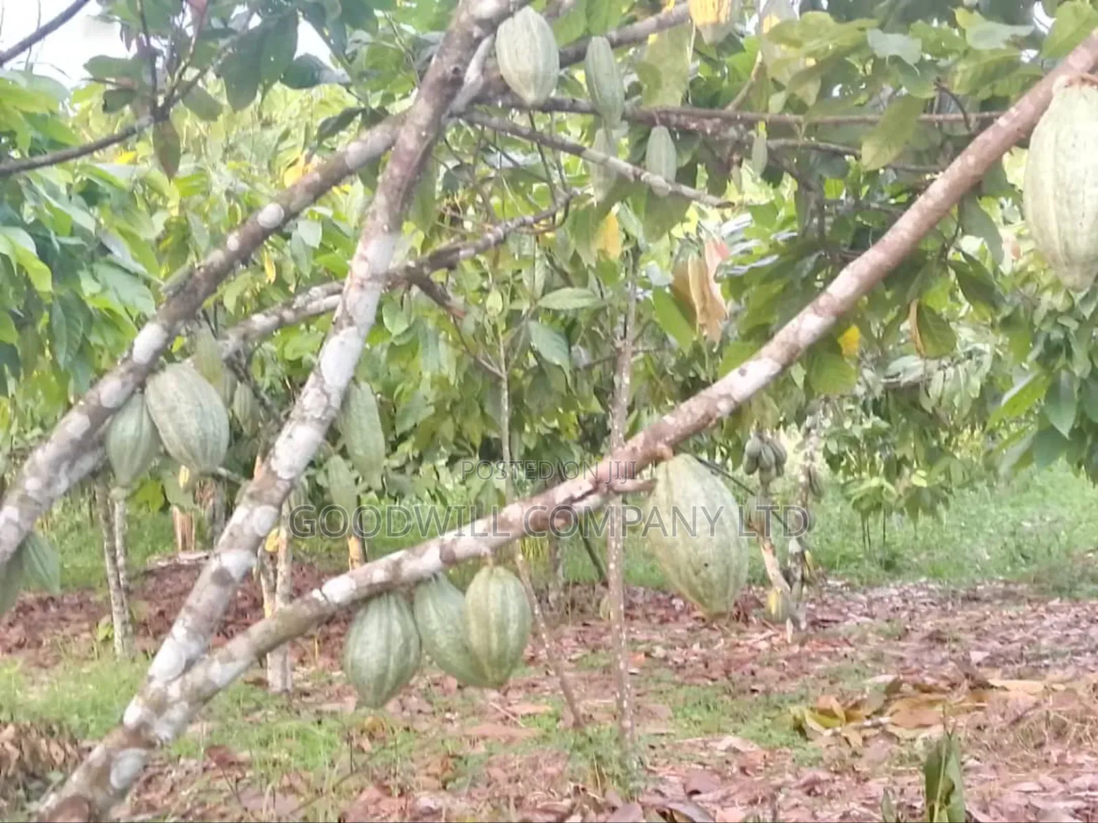 62 Acres of Land in Kasenyi-Ngoma- Ntungamo District in Ntungamo