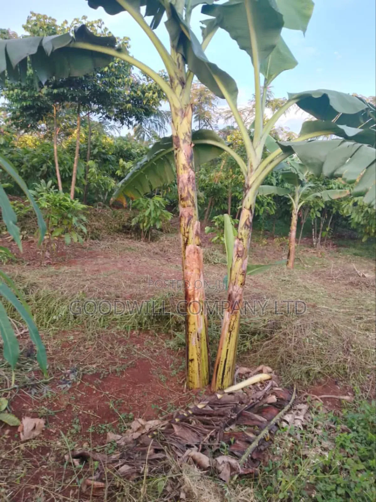 62 Acres of Land in Kasenyi-Ngoma- Ntungamo District in Ntungamo