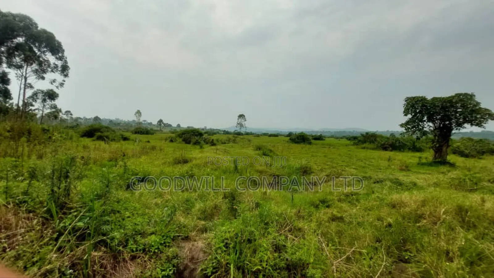 50 Acres of Private Mailo Land in Gomba in Central Division