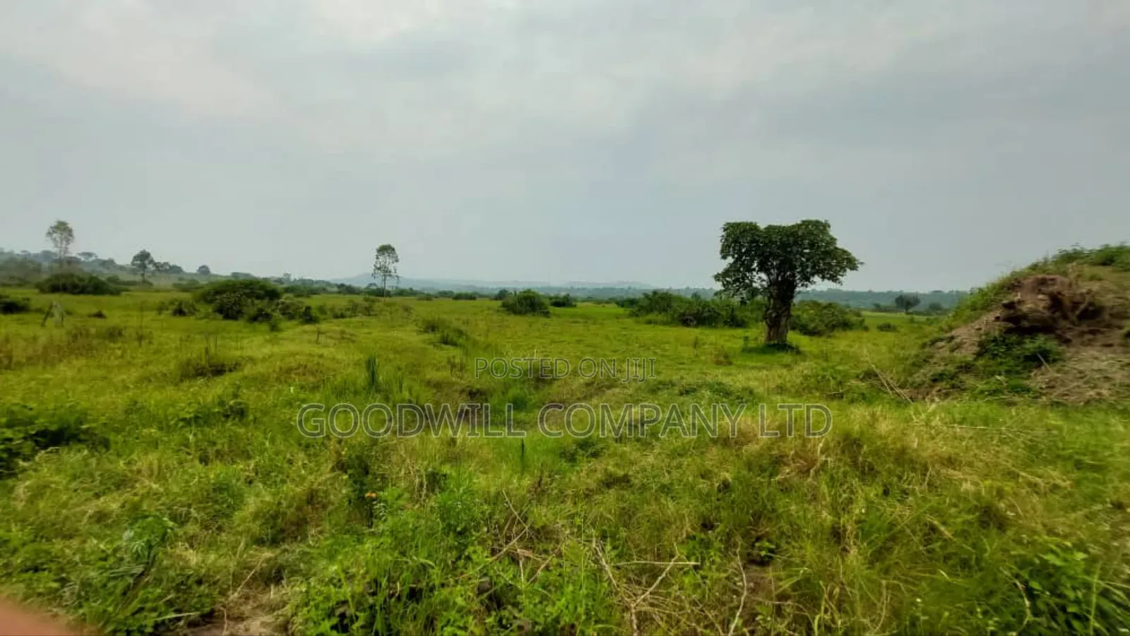 50 Acres of Private Mailo Land in Gomba in Central Division