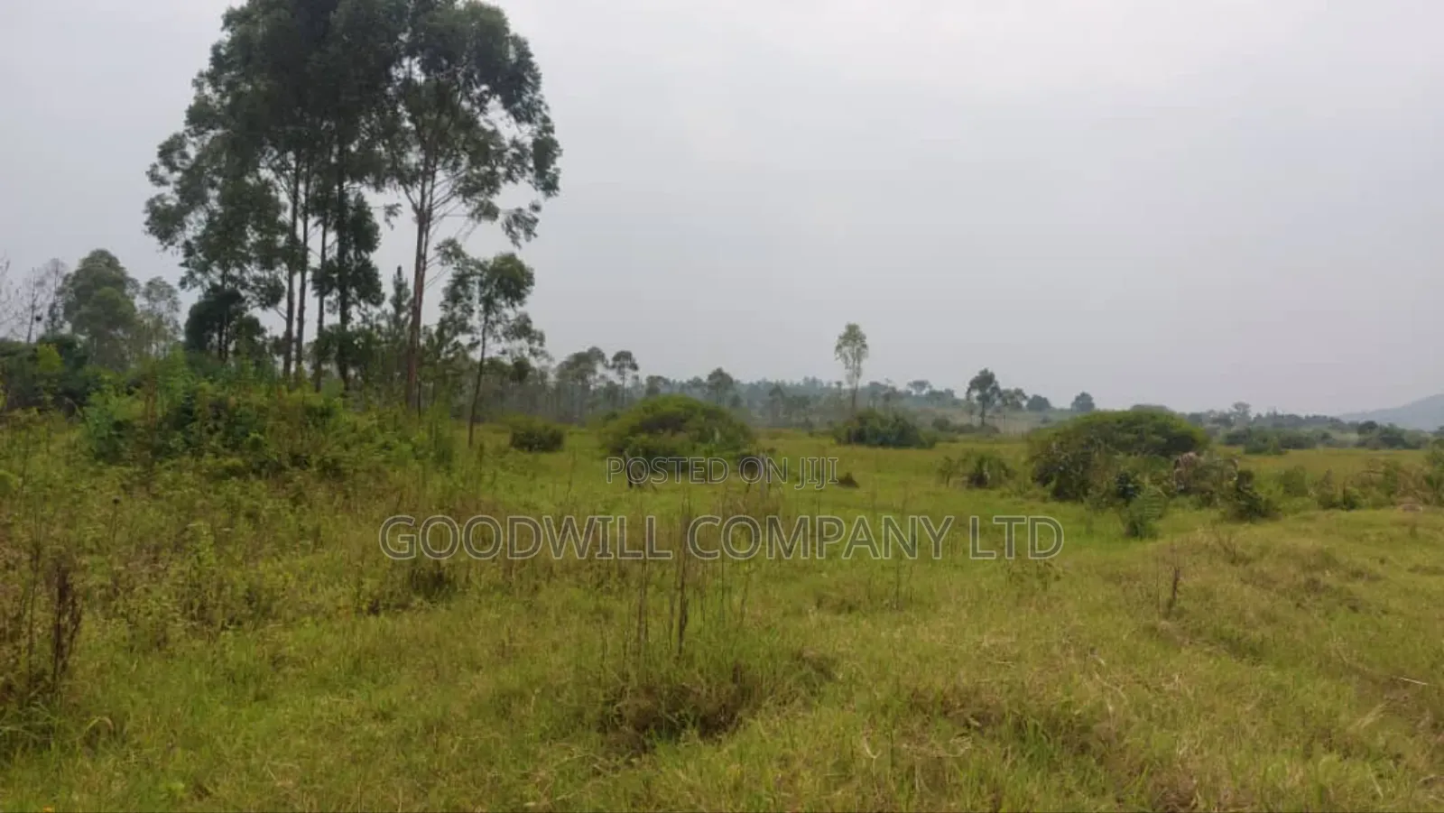 50 Acres of Private Mailo Land in Gomba in Central Division