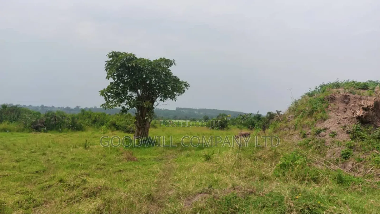 50 Acres of Private Mailo Land in Gomba in Central Division