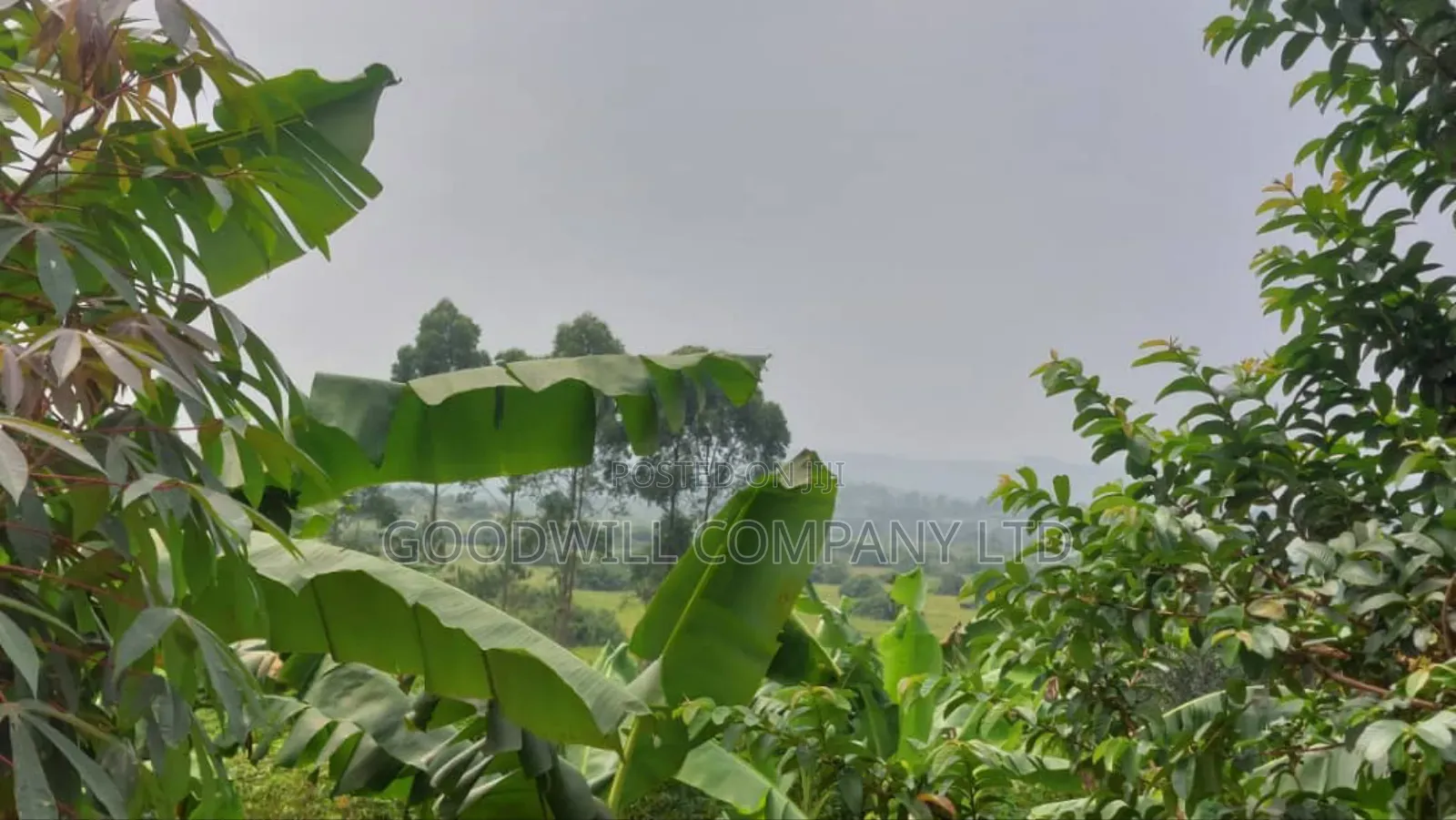 50 Acres of Private Mailo Land in Gomba in Central Division