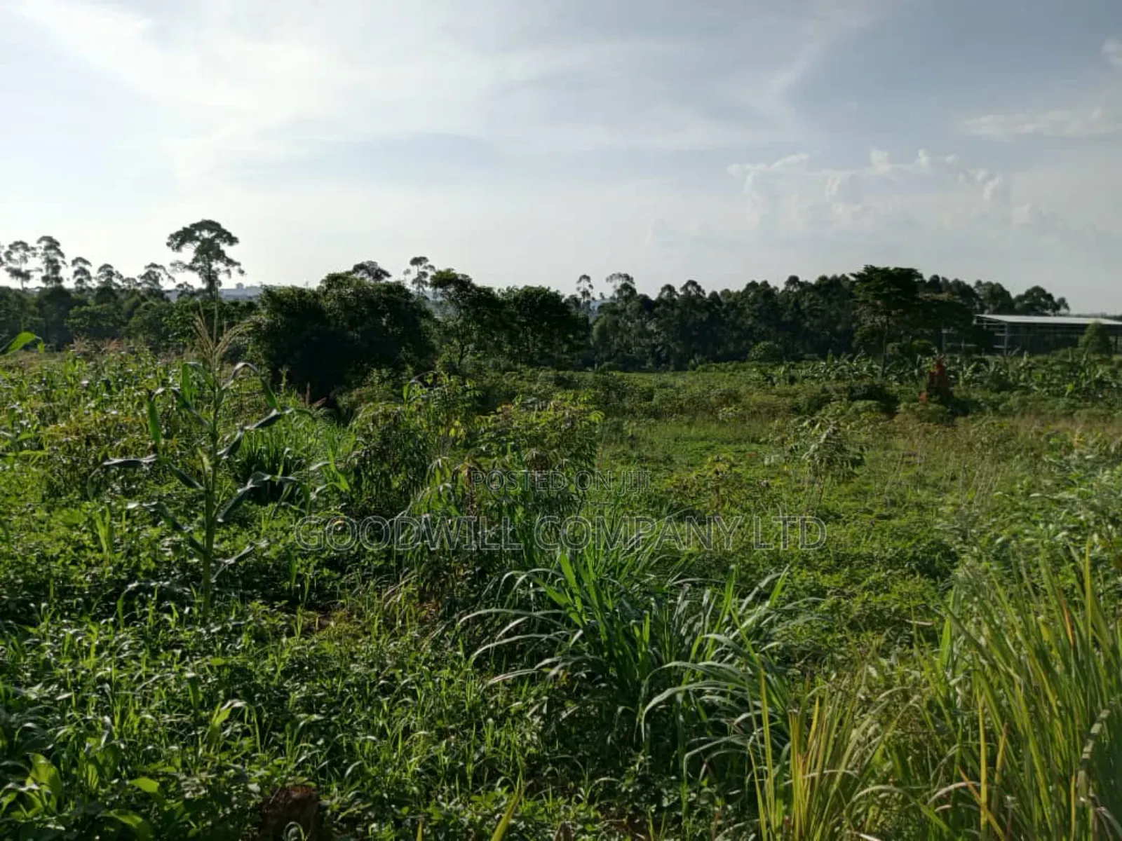 Mityana–Mubende Road: 10 Acres of Land for Sale in Kasanda in Central Division