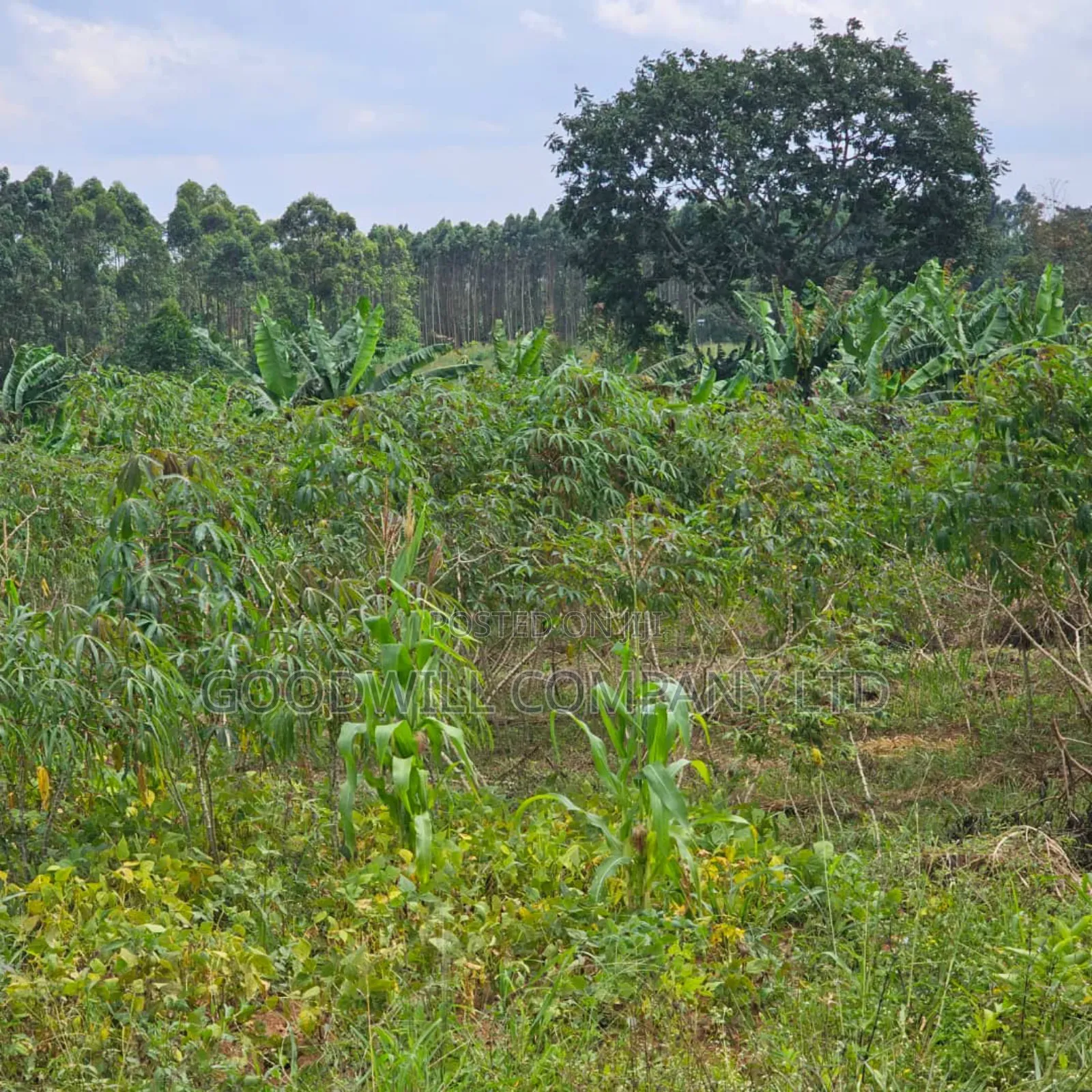 Mityana–Mubende Road: 10 Acres of Land for Sale in Kasanda in Central Division