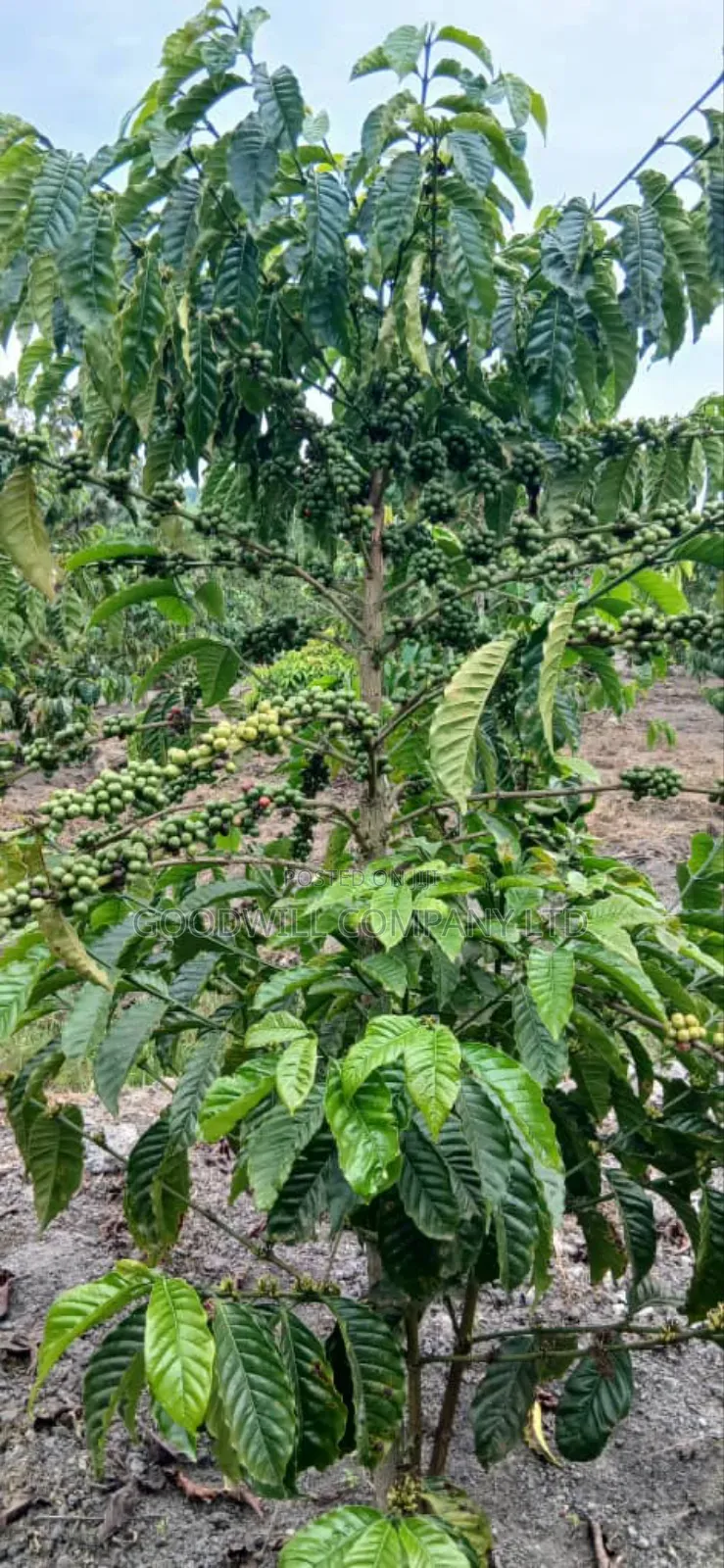 15 Acres for Sale Kikonge Mityana Road in Central Division