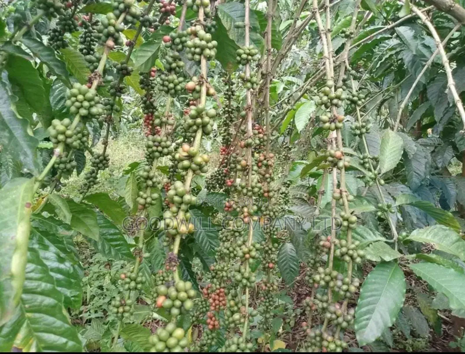 15 Acres for Sale Kikonge Mityana Road in Central Division